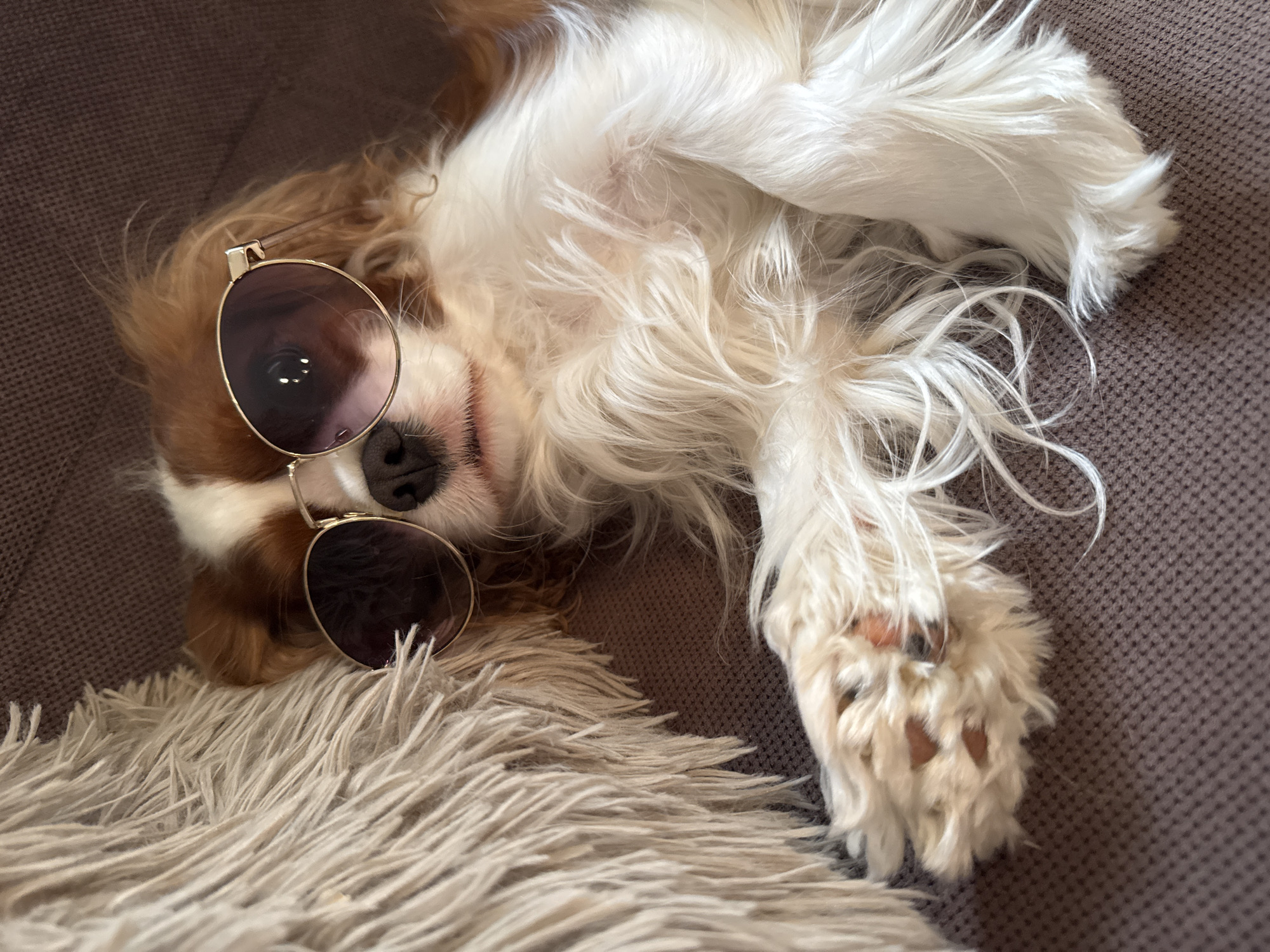 A Cavalier King Charles Spaniel lies on its back on a brown textured surface and a beige shaggy rug. The dog wears round, gold-framed sunglasses. The location is unknown, and there is no evidence of Budva, Montenegro.