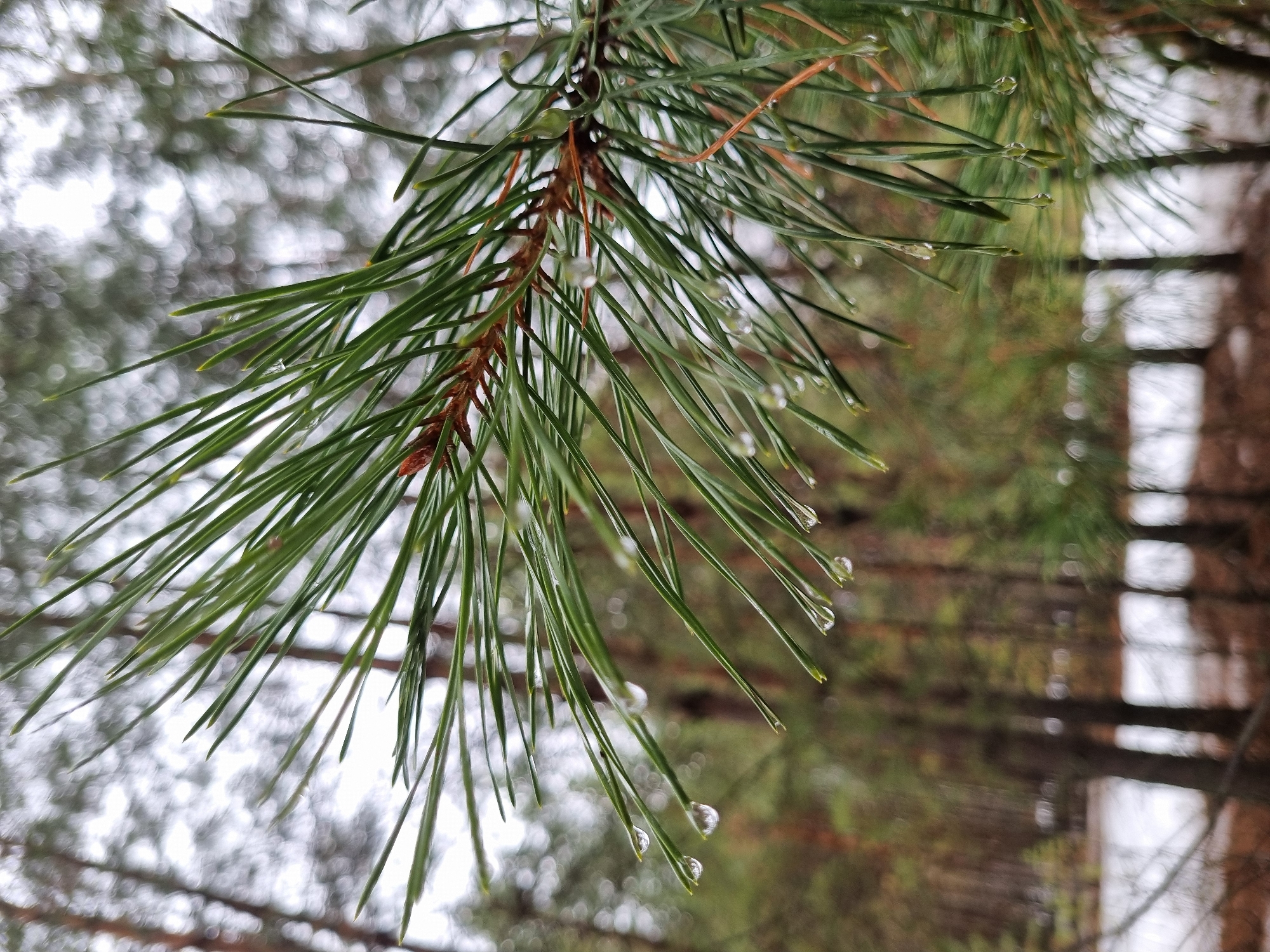 A close-up shot of a pine tree branch in Kemul, Russia, reveals needles laden with raindrops. The background is blurred, depicting other trees and suggesting a forest setting. No people are visible. The image focuses on the details of nature and the interaction of water with the tree.
