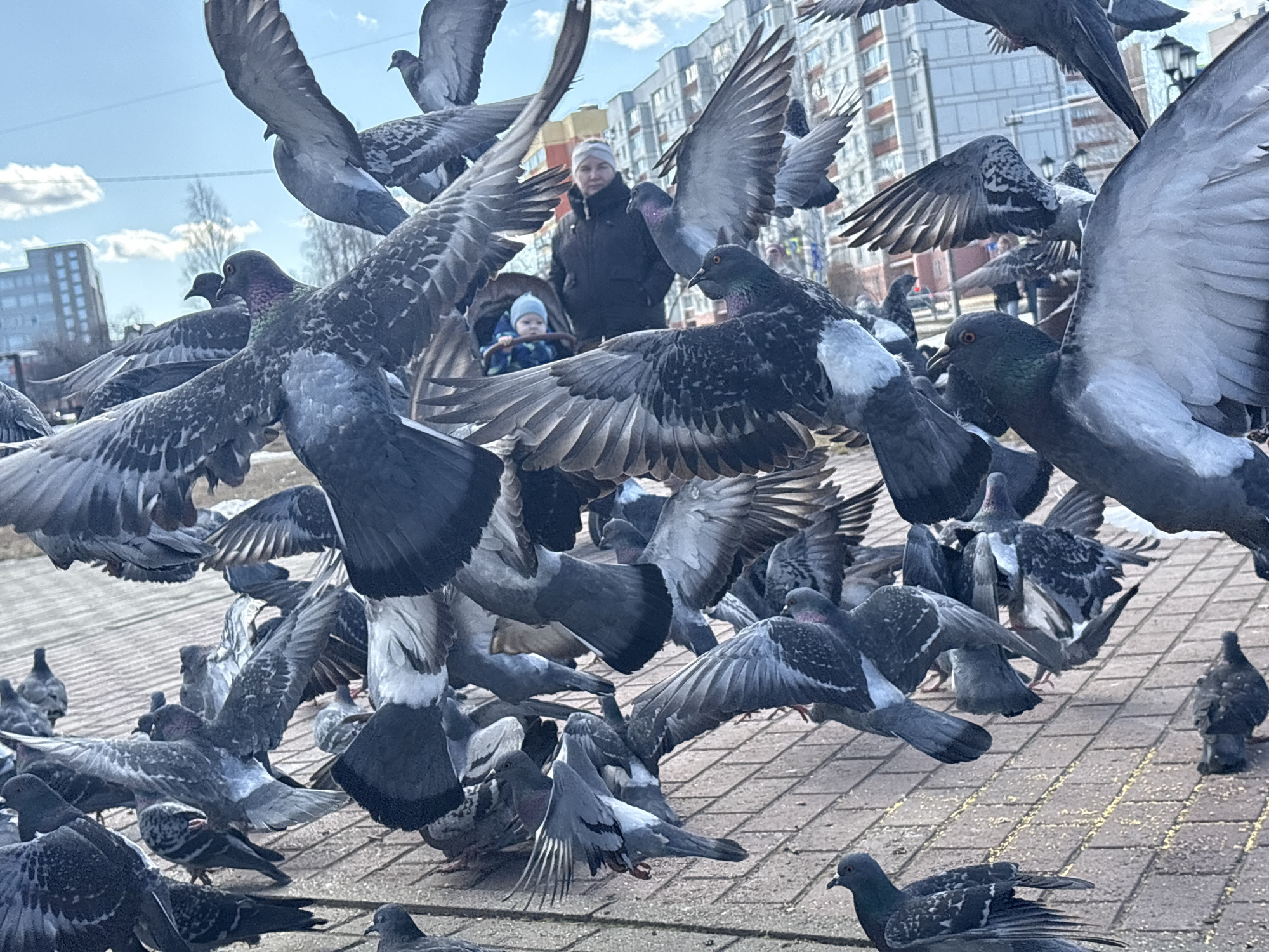 The image captures a scene in the city of Chaikovsky, Russia. A large flock of pigeons dominates the foreground and midground, with many birds in flight and others standing on a brick-paved surface. In the background, a woman in a dark jacket and a light-colored hat stands behind a stroller where a baby in a blue outfit sits. Buildings are visible in the background under a bright sky with scattered clouds. The focus is on the pigeons in action.