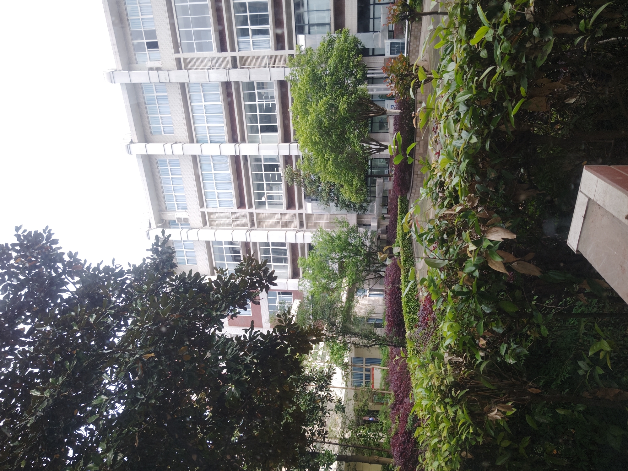 This media file depicts an outdoor scene dominated by a tall, modern building and lush vegetation, situated in the Chongqing High-tech Zone, China. The image is captured from a slightly low angle, looking upwards towards the building.
The central subject is a multi-story building, likely an office or residential structure, characterized by its numerous large, rectangular windows, many of which appear to have white or light-colored curtains drawn. The building's facade is primarily light-colored (possibly white or beige brick/panels) with contrasting darker horizontal bands and vertical supports. Balconies or architectural protrusions are visible on several levels.
In the foreground and mid-ground, a variety of trees and shrubs create a dense green landscape. On the left, a large, dark-leaved evergreen tree partially obstructs the view of the building's lower sections. Further into the scene, several other trees with brighter green foliage stand between the foreground vegetation and the building. Along what appears to be a pathway or plaza adjacent to the building, rows of manicured bushes are visible, including both vibrant green varieties and reddish-purple groundcover or low-growing plants, adding color contrast to the scene.
No people or explicit activities are visible, suggesting a tranquil moment. The lighting indicates it is daytime, but the sky, partially seen in the upper left, appears bright and somewhat washed out, hinting at an overcast day or atmospheric haze. There is no decipherable text on the building or surrounding elements, though a small, rectangular sign is faintly visible in the distance near the building's base in one of the crops, its details indistinguishable. The overall impression is one of a well-maintained, green urban or institutional environment.