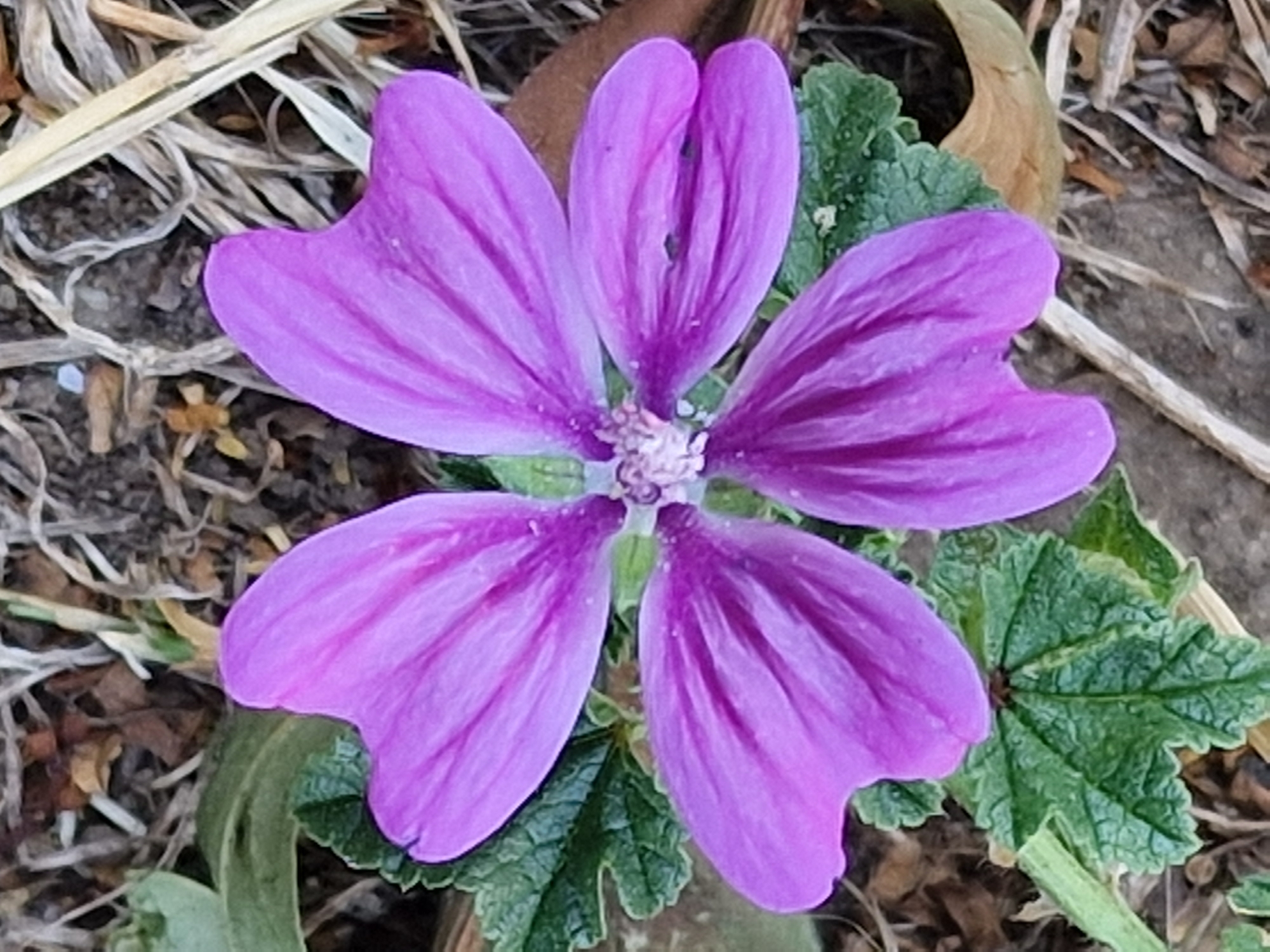 A close-up, eye-level shot showcases a single, five-petaled purple flower. The petals are heart-shaped with distinct dark veins running towards the center. The center of the flower appears to have small, pale stamen. The flower is situated amongst green, textured leaves with serrated edges and is surrounded by dry grass, twigs, and brown soil. The lighting suggests an outdoor setting, likely during daylight. There are no people or discernible actions taking place in the image. The image appears to be a photograph taken in Canterbury, United Kingdom.