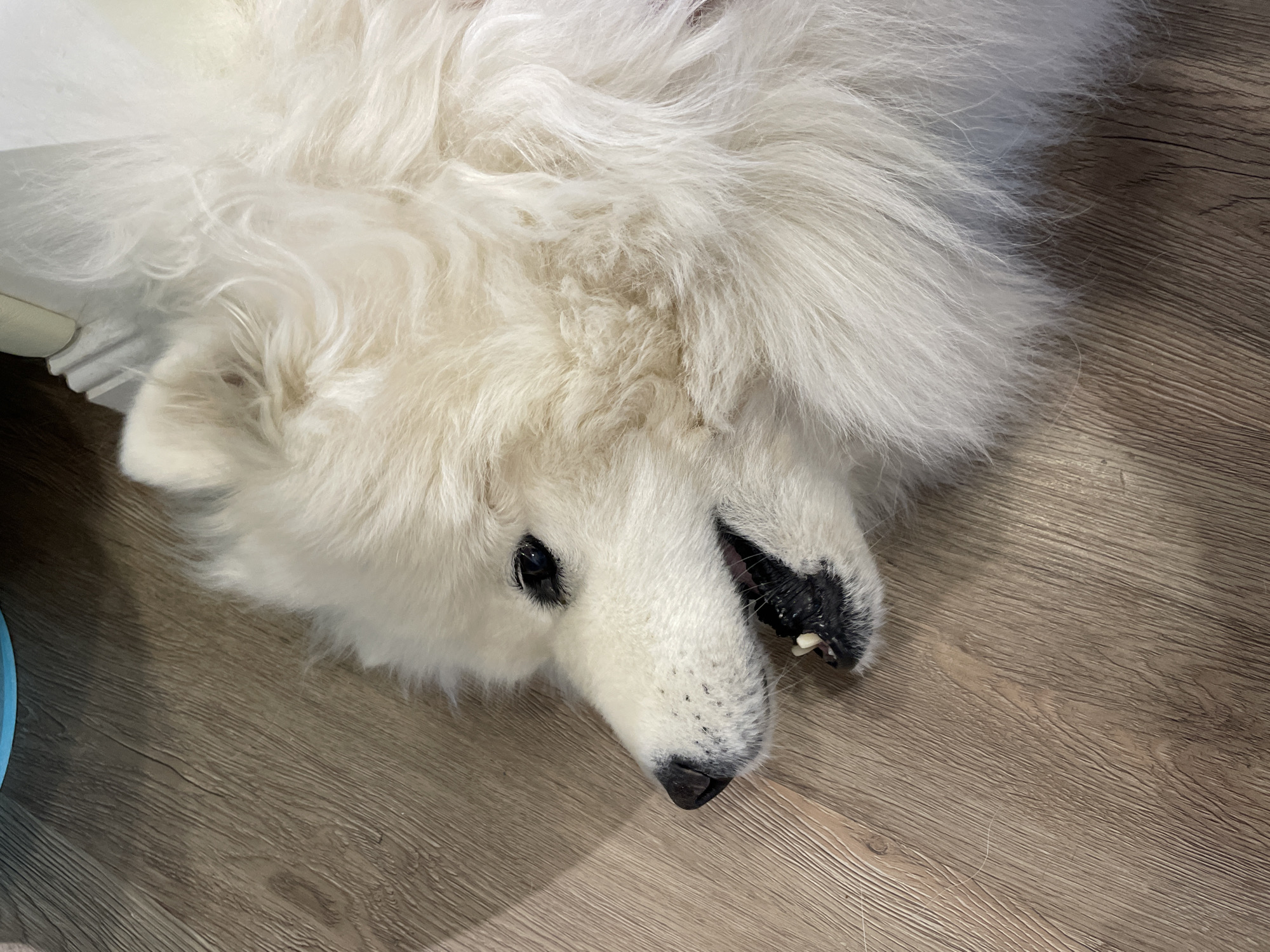 A Samoyed dog is lying on a wood-look floor. The dog has white, fluffy fur, a black nose, and visible teeth. Part of a vacuum cleaner is visible in the background. The location is undetermined.
