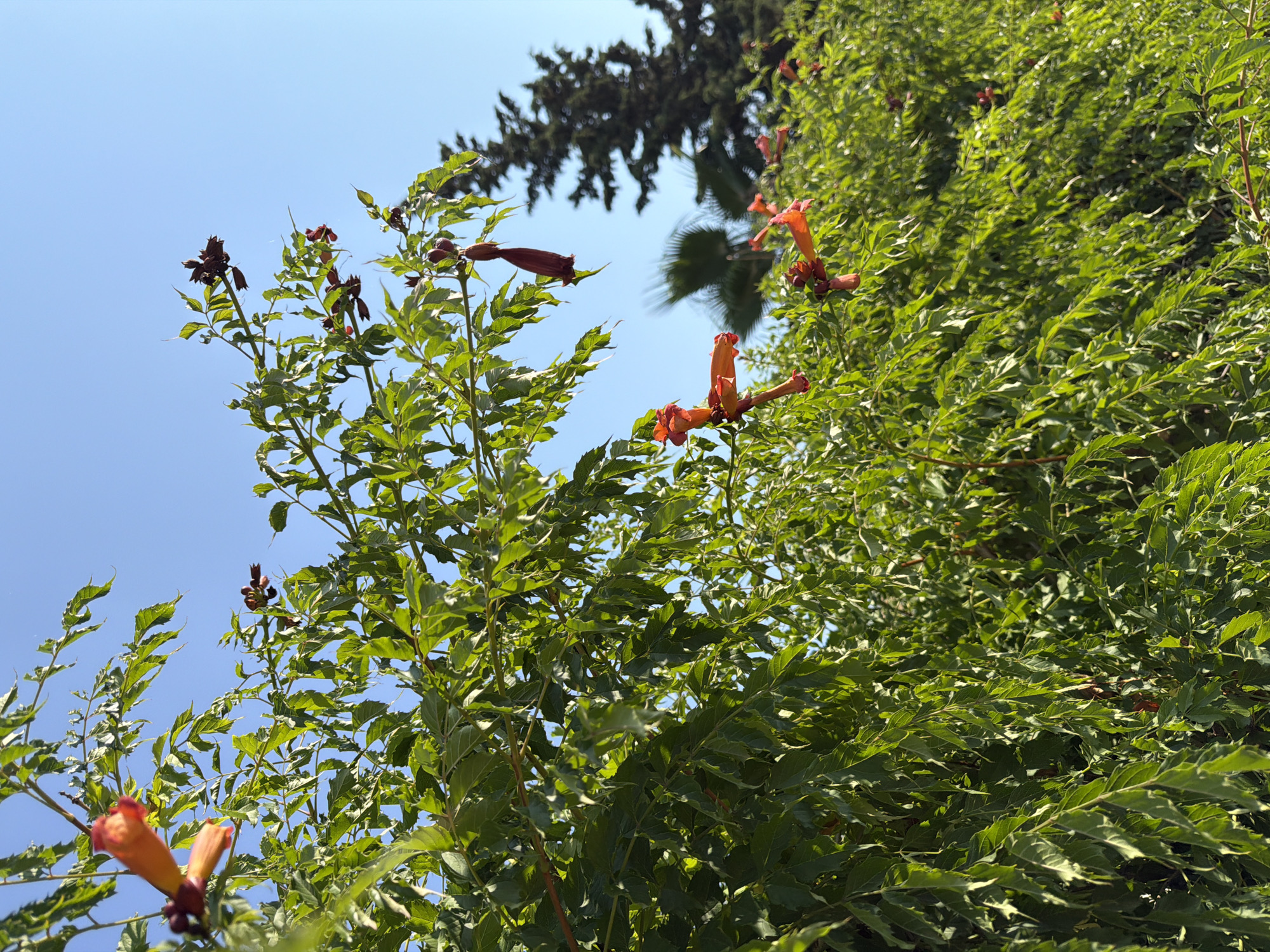 A cluster of trumpet-shaped, orange-red flowers hangs from a vine with serrated green leaves against a clear blue sky. The vine, lush and verdant, cascades downwards, forming a dense hedge. In the background, a tall, dark green coniferous tree and the blurred fronds of a palm tree are visible. The scene appears to be an outdoor setting, possibly in a garden or park in Kemer, Turkey, bathed in bright sunlight. No people are present.