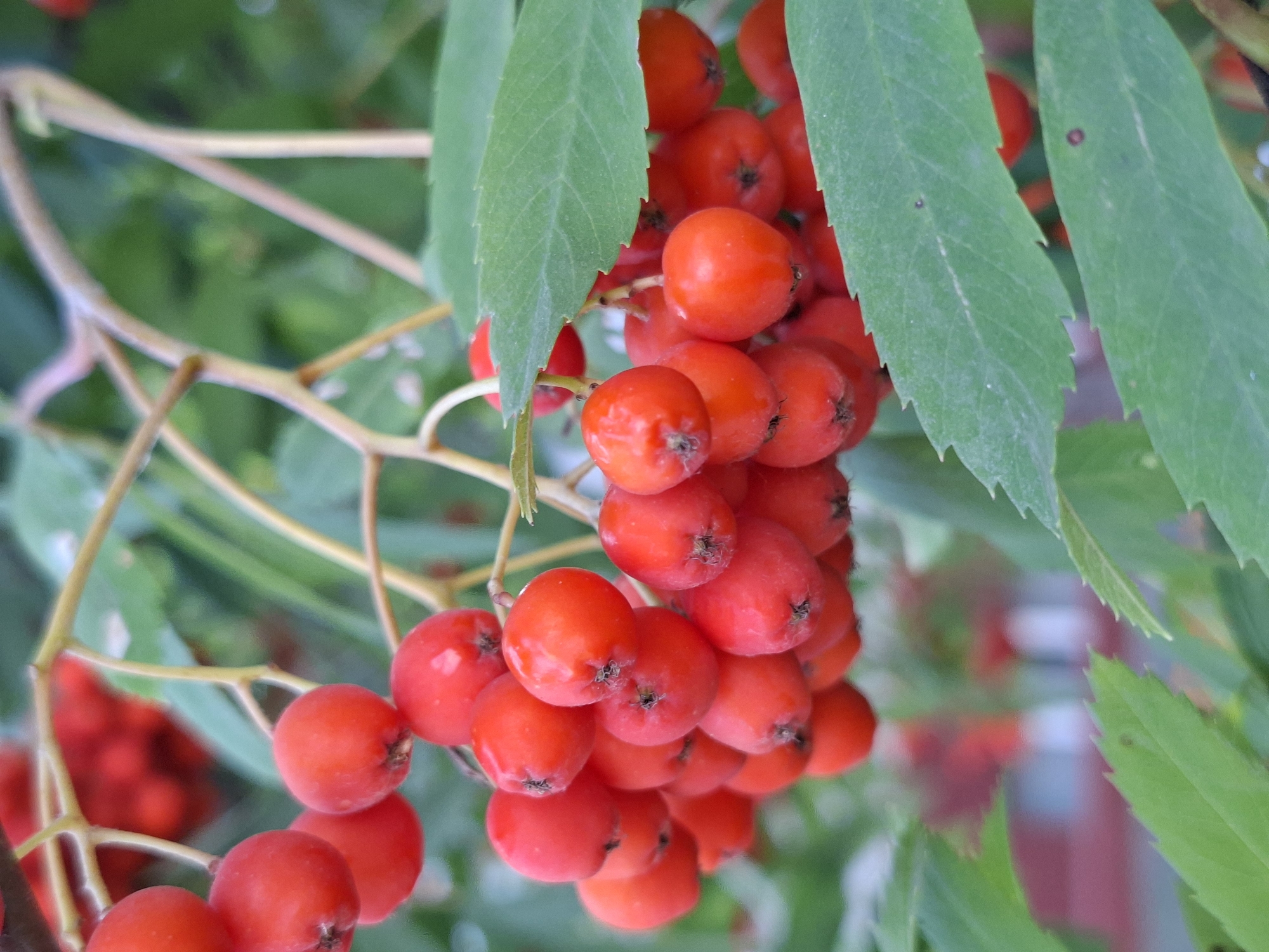 A close-up shot focuses on a cluster of ripe rowan berries, vibrant red and clustered on a branch. The berries are small and spherical, with visible stems and subtle indentations at their tops. Behind the berries, green leaves with serrated edges are blurred, and hints of other branches and more red berries are visible in the background, suggesting a larger tree or bush. The overall scene is one of natural abundance, likely captured outdoors. The location of Mazyr, Belarus is not directly visible in the image itself, as it is a natural setting without specific urban landmarks.