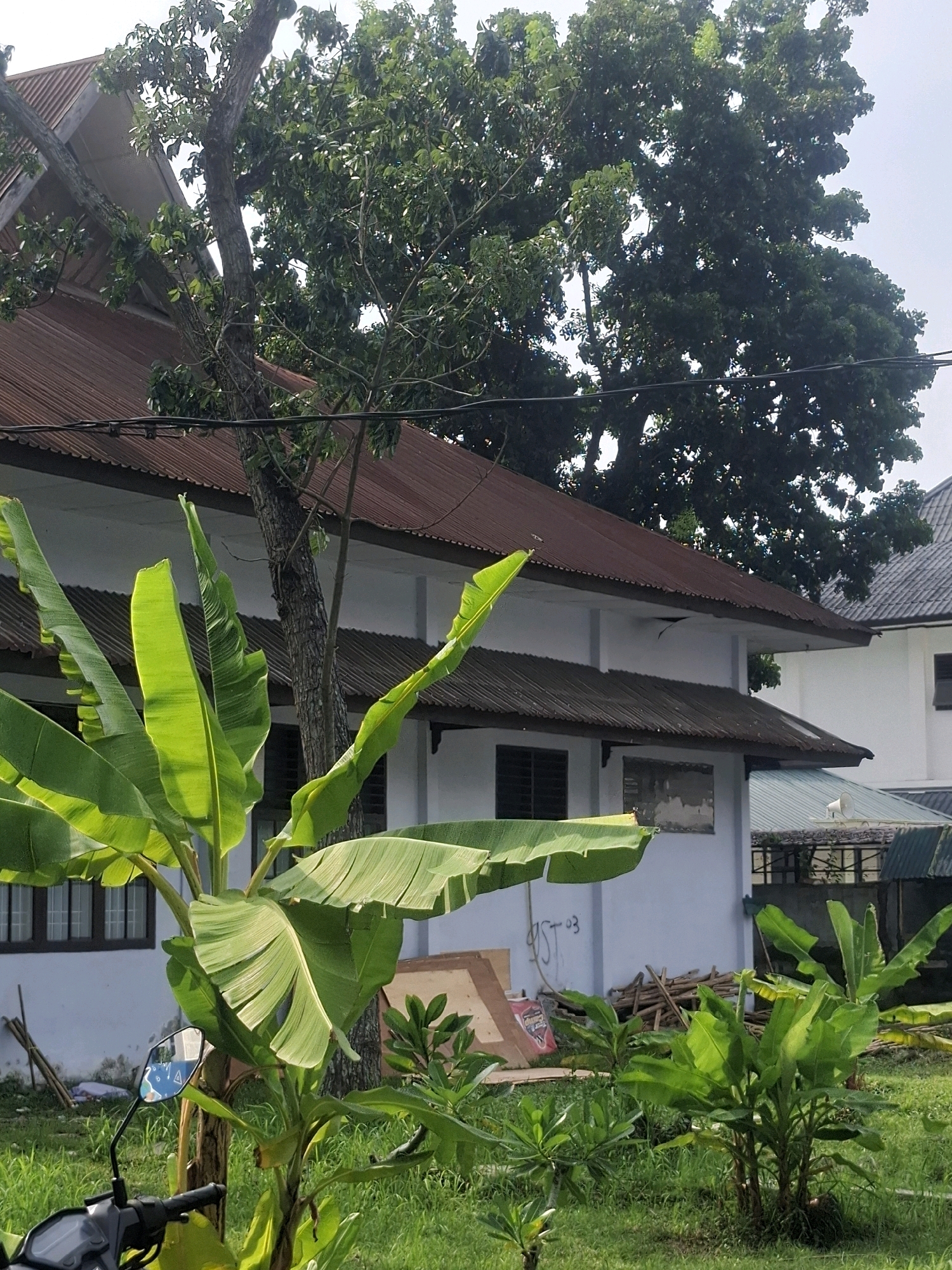 In a medium shot, the image captures a scene in front of a light blue building, characteristic of the tropical architecture found in Medan Estate, Indonesia. A large banana tree with broad, vibrant green leaves dominates the foreground, its leaves catching the sunlight. Behind the banana tree, the building's white facade is visible, partially obscured by the foliage. The building features a prominent, rusted corrugated metal roof. To the right of the main building, another structure with a lighter-colored corrugated roof can be seen. The ground is covered with lush green grass, indicating a well-maintained outdoor space. Scattered on the grass are several pieces of wood, likely construction debris or firewood. In the far right of the image, part of a motorcycle is visible, suggesting a mode of transportation. The overall impression is one of a serene, sun-drenched day in a residential or institutional setting.