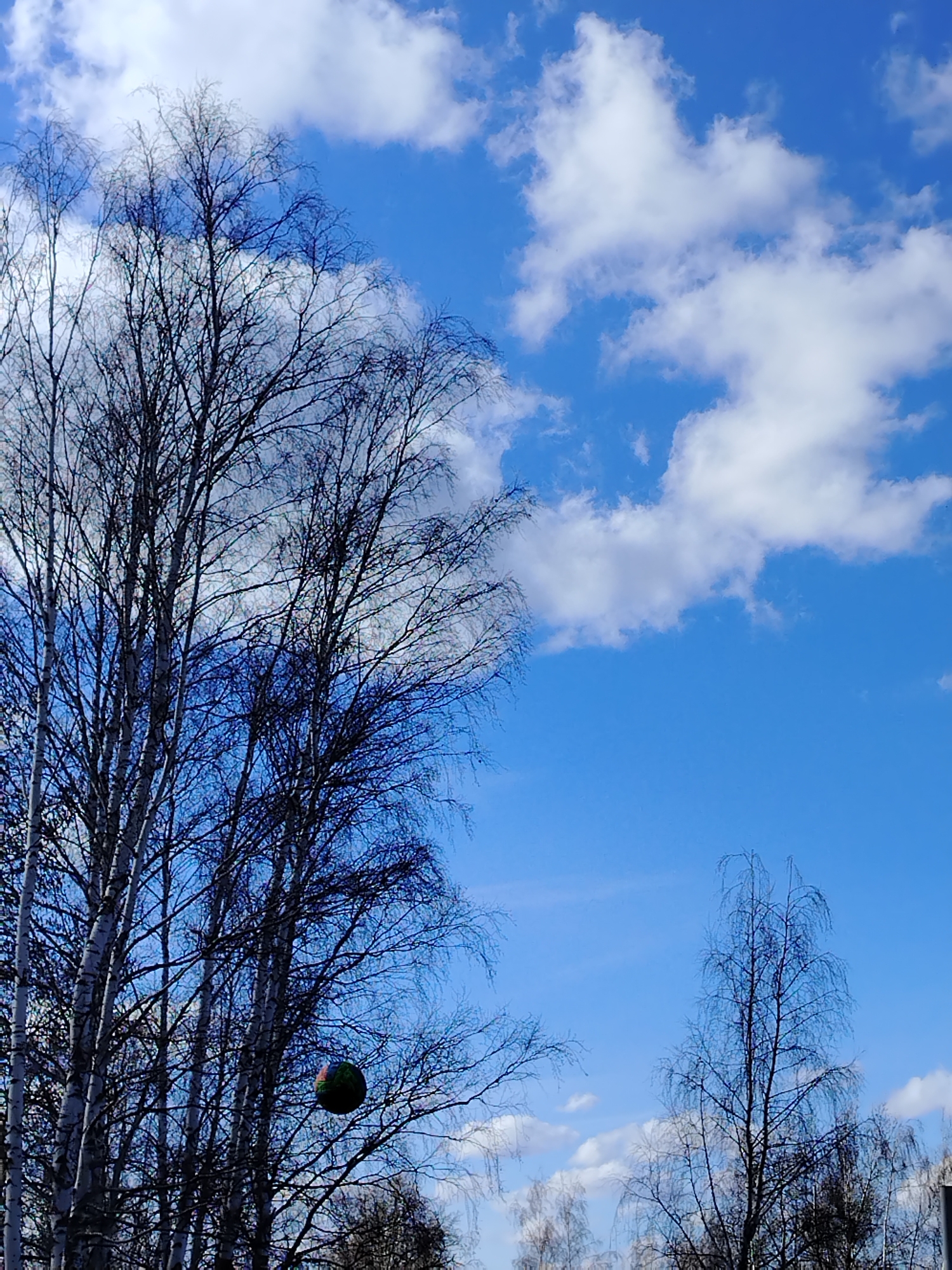 The image shows a view of the sky with trees in the foreground. The sky is bright blue with scattered white clouds. Several tall, bare birch trees with white trunks are visible on the left side of the frame. A colorful ball is stuck in the branches of one of the birch trees. Other bare trees are visible in the lower part of the image. Based on the given information, the location is Chaikovsky, Russia.