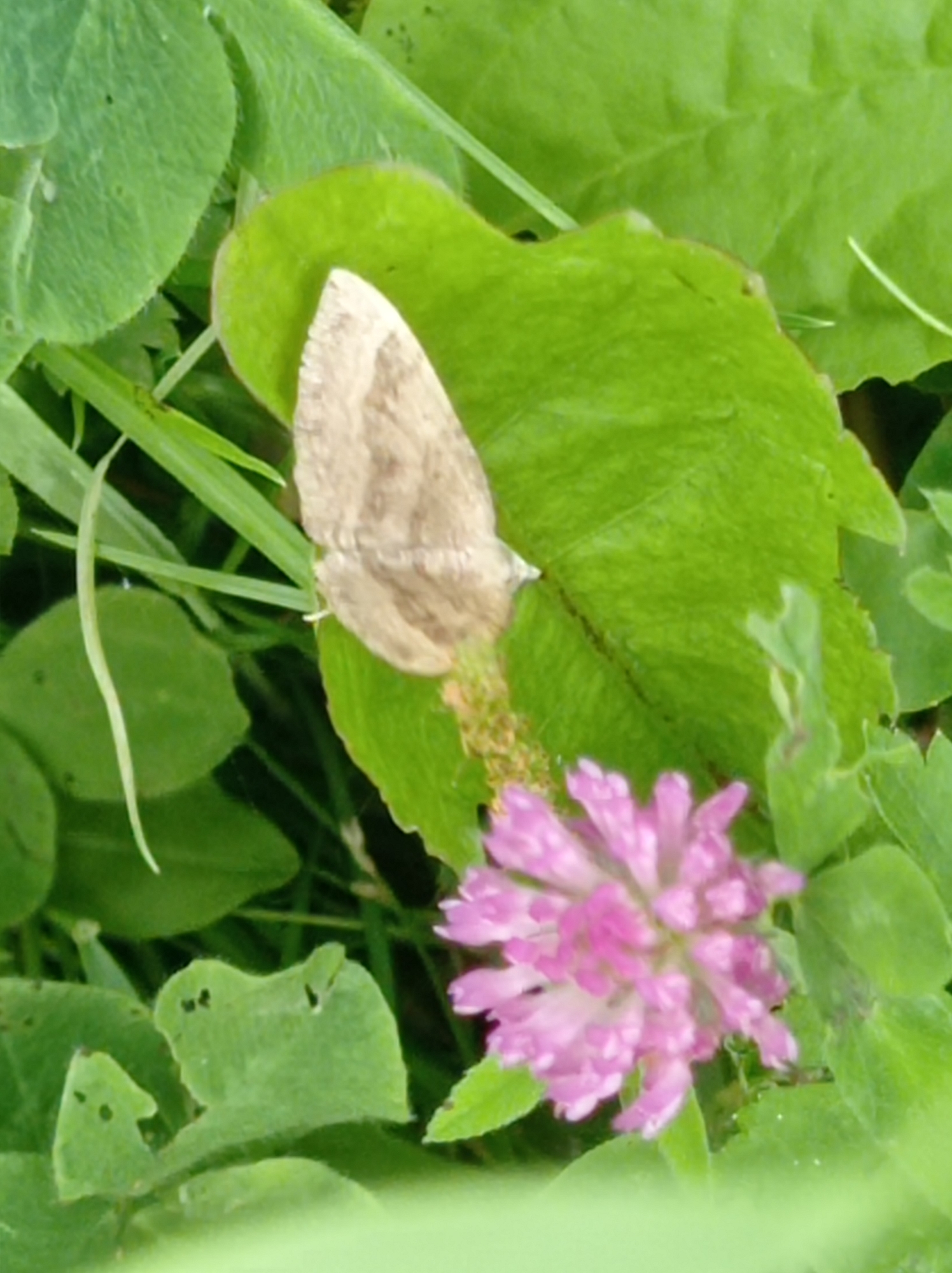 This is a close-up, overhead photograph of a beige-colored moth with intricate markings on its wings resting on a large, bright green leaf. To the right of the moth, a cluster of small, pink flowers, likely clover, is visible, with some of the flowers in sharp focus and others blurred. The surrounding environment is a dense collection of green leaves and blades of grass, suggesting a natural outdoor setting such as a garden or park. The lighting is natural and diffused, casting soft shadows. The image is captured at ground level, emphasizing the details of the flora and the insect. No people, buildings, or specific city landmarks are present in the frame. The scene appears to be a moment of stillness in nature.