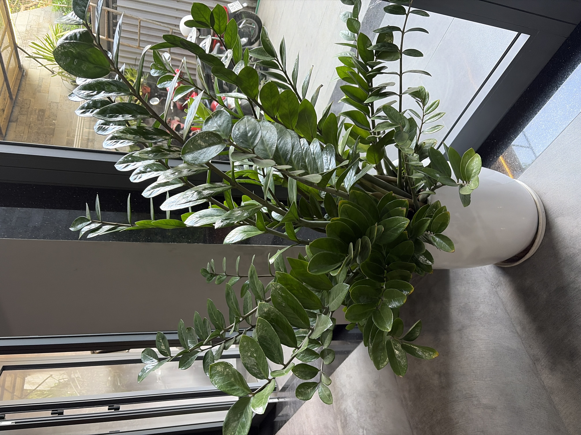 A large, healthy ZZ plant in a white ceramic pot sits on a gray, concrete-like floor. The plant has numerous glossy, dark green leaves arranged on arching stems. Behind the plant, a large window or glass door shows an outdoor scene, including a paved area, some vegetation, and what appears to be a motorcycle parked outside. The architectural style, particularly the window frames and the outdoor lighting, suggests a modern residential or commercial building in a warm climate. Based on the presence of a motorcycle and the style of the building, this scene is consistent with an urban or suburban environment in Đà Nẵng, Vietnam. The lighting indicates it is daytime. There are no people visible in the image.