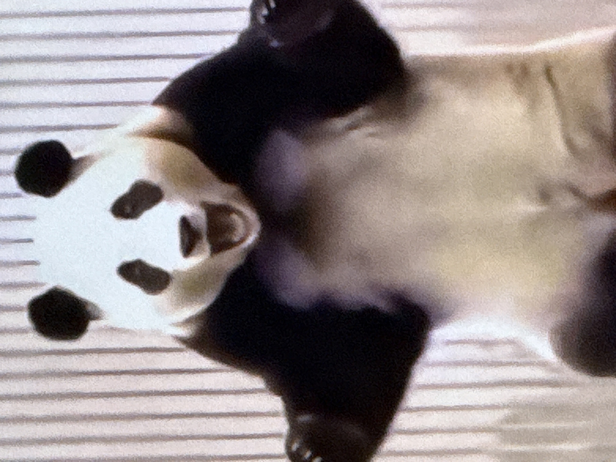 The media file shows a close-up, slightly blurry, overhead view of a panda lying on its back. The panda is the sole subject. Its distinctive black and white markings are visible, with black fur around its eyes, ears, and limbs, and creamy white fur on its belly and face. The panda's mouth is open, giving it a seemingly expressive or playful appearance. Its limbs are sprawled out, and its belly is facing upwards. The background consists of horizontal, light-colored lines, suggesting a striped surface or surface with a texture like blinds or a woven mat. The lighting appears to be even, and there are no strong shadows, indicating it might be an indoor setting or a brightly lit outdoor area. The overall impression is one of a relaxed or possibly playful panda. No text is visible in the image.