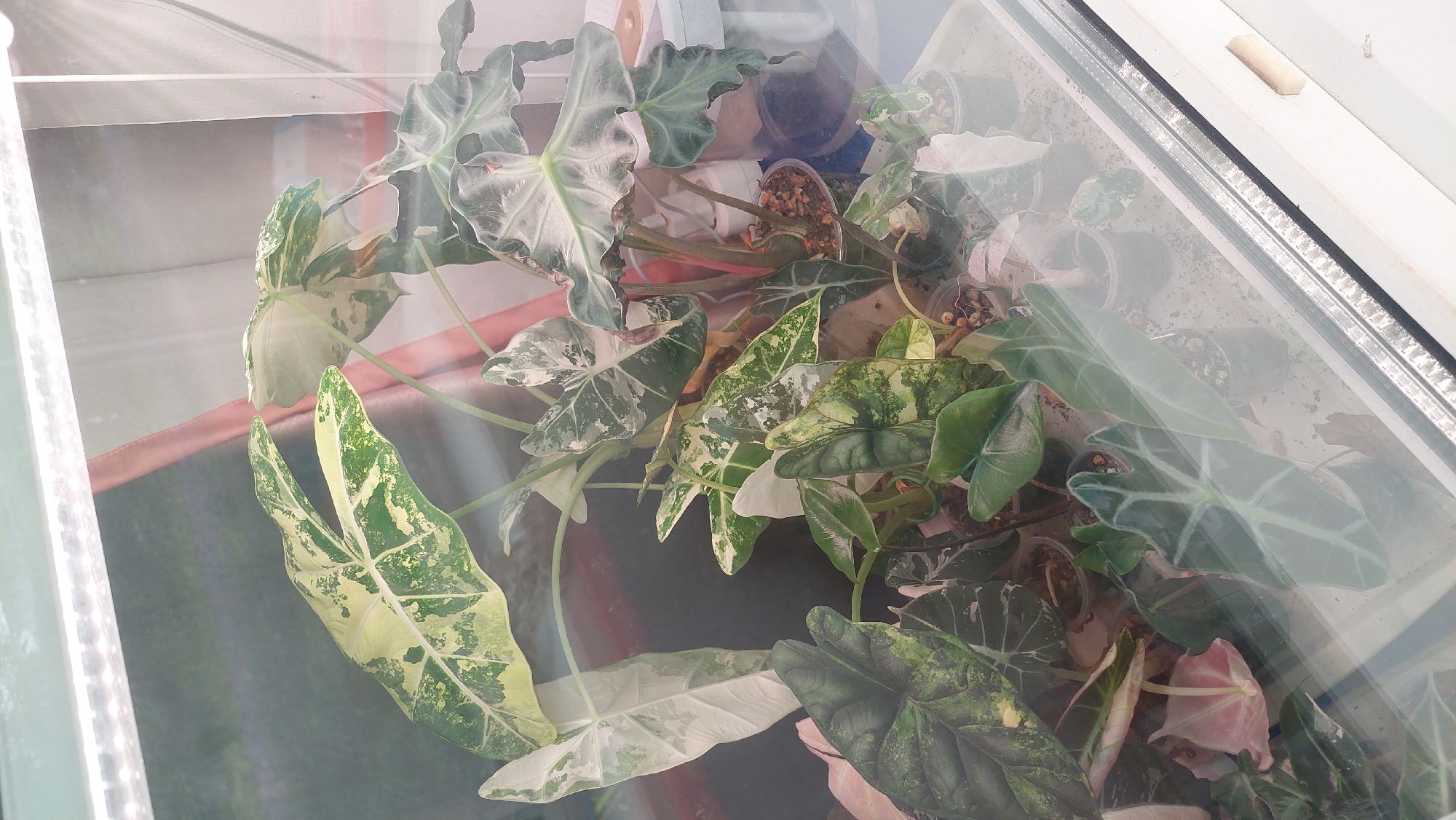 The image shows a collection of Alocasia plants, commonly known as elephant ear plants, displayed inside a glass enclosure, likely a terrarium or grow tent. The plants exhibit a variety of leaf patterns, with some displaying striking variegation in shades of green and creamy white, while others have darker green, intricately veined leaves. Several of the plants are in clear plastic pots, filled with soil and what appear to be small pebbles or perlite. The enclosure is illuminated from above by what seems to be an LED grow light. The background is blurry but suggests an indoor setting with some fabric elements, possibly a curtain. There are no people visible in the image. The overall impression is one of horticultural cultivation. The image does not contain any visual information that would allow for the specific identification of the location within the city of Komsomolsk-on-Amur, Russia.