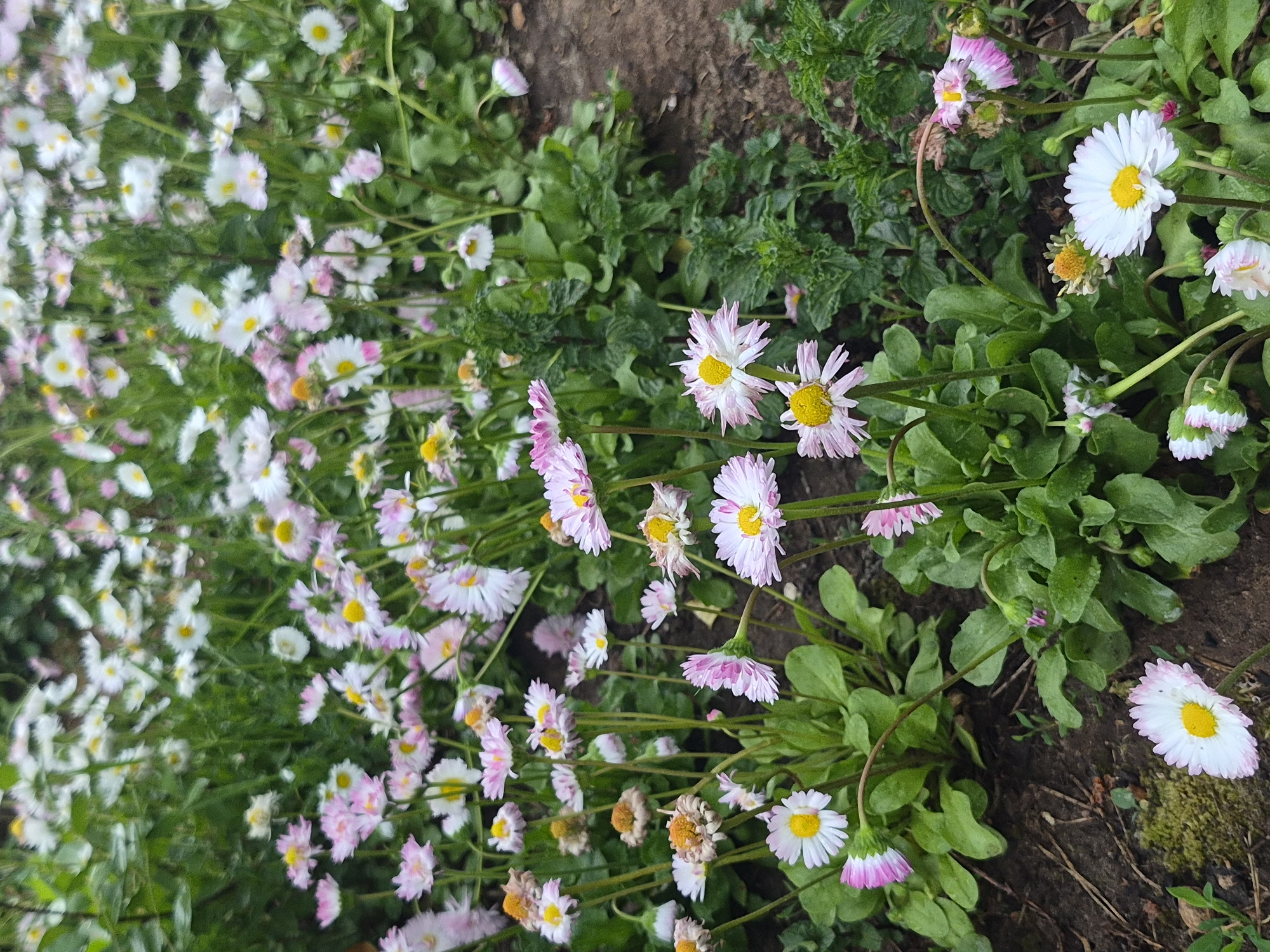 The image shows a dense patch of daisies in a natural outdoor setting. The flowers are primarily white with some displaying a pinkish hue around the petal edges. The vegetation is lush and green, with varying types of leaves intermixed. The ground is a mix of soil and other foliage. The location is Chaikovsky, Russia.