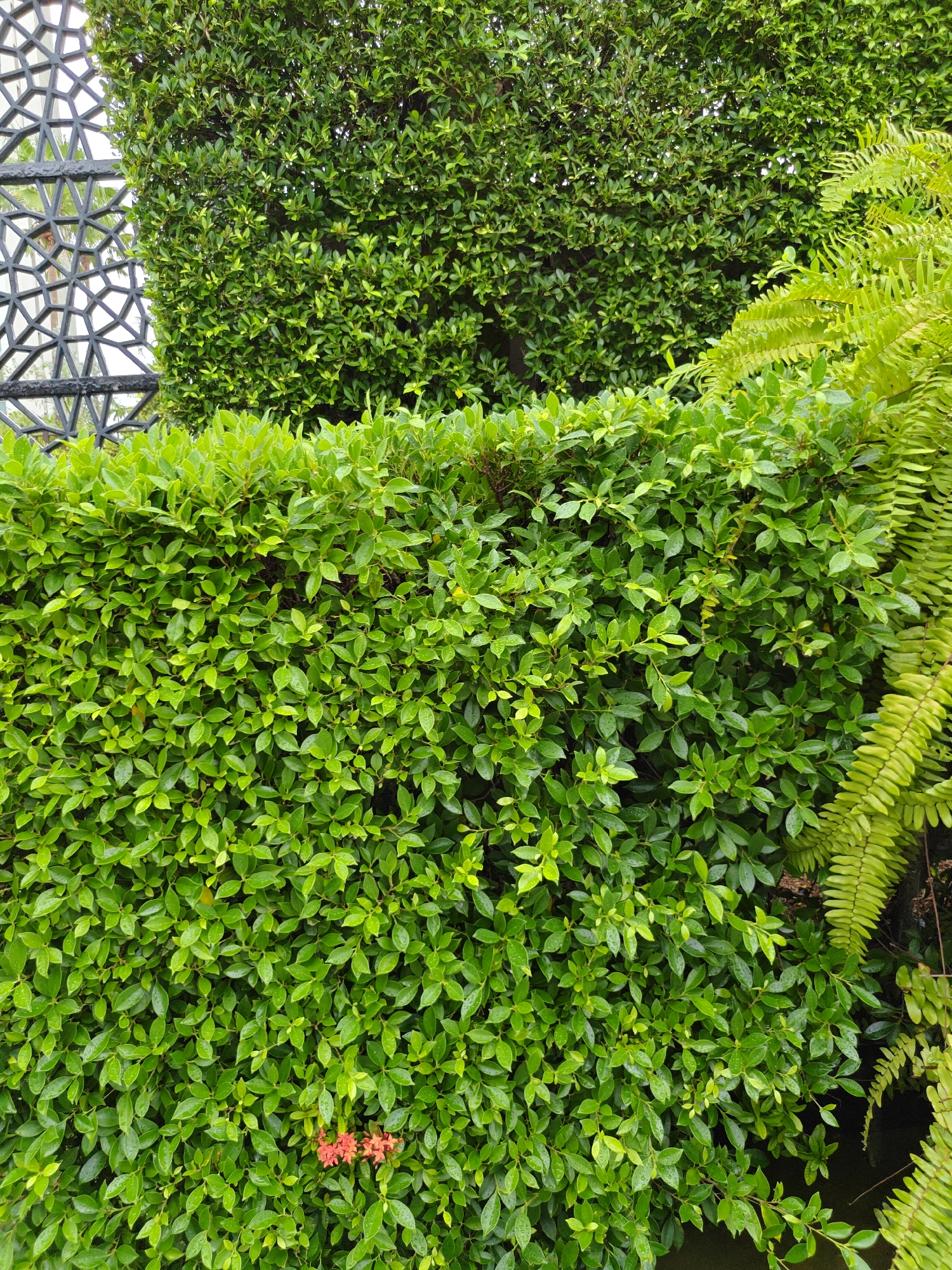The image depicts a dense green hedge in Pattaya City, Thailand. The hedge is composed of numerous small, lush green leaves, creating a wall of foliage. Interspersed with the hedge are fronds of a bright green fern, adding textural variation. In the lower left portion of the hedge, a small cluster of red flowers is visible. To the far left of the hedge, a decorative black metal screen with an intricate geometric pattern is partially visible. The overall scene suggests an outdoor garden or landscaped area.