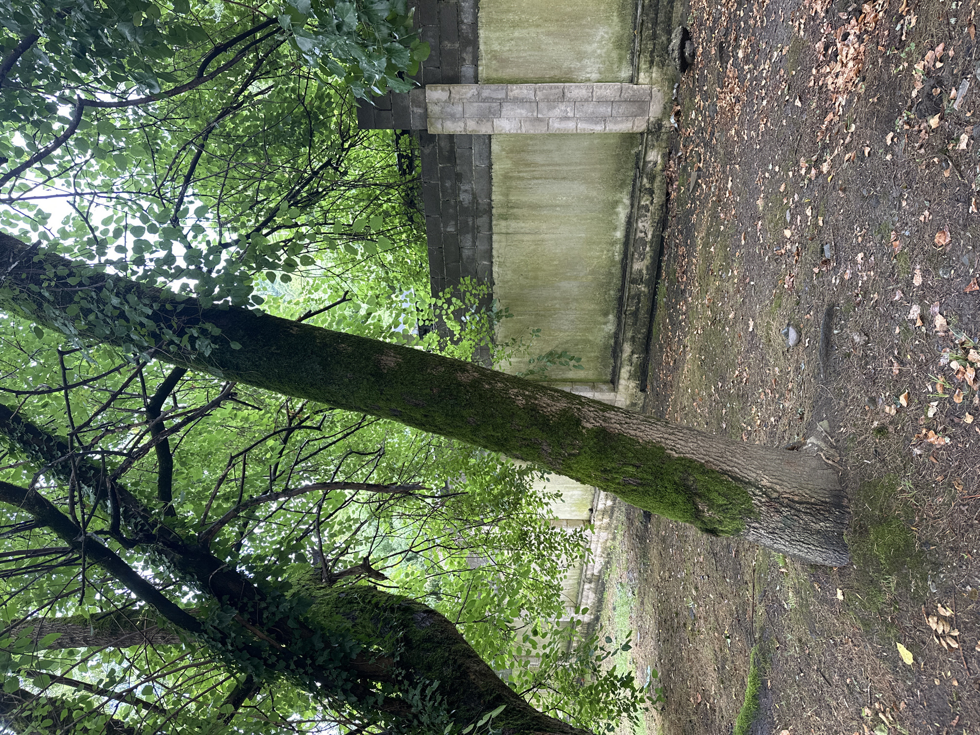This image shows an outdoor scene with two trees in the foreground, their trunks covered in moss. The trees are angled, with one leaning towards the left and the other towards the right. The ground is covered with dirt and fallen leaves, and there is a low wall in the background made of concrete blocks. The wall is partially covered in moss and appears weathered. Behind the wall, there are glimpses of green foliage. The overall impression is of a somewhat overgrown, possibly neglected, natural area. This location could be within the city of Sochi, Russia, given its subtropical climate that supports such lush vegetation.