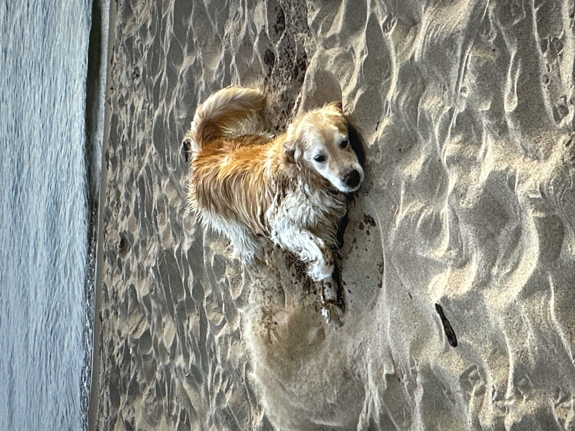 A golden retriever dog is lying on its back in the sand on a beach, with its head resting on the sand and its body partially covered by sand. The dog's fur is wet and sandy. The background shows the water of a lake or sea, with ripples on the surface. The sand is rippled and appears wet in places. The scene is a casual, outdoor setting.