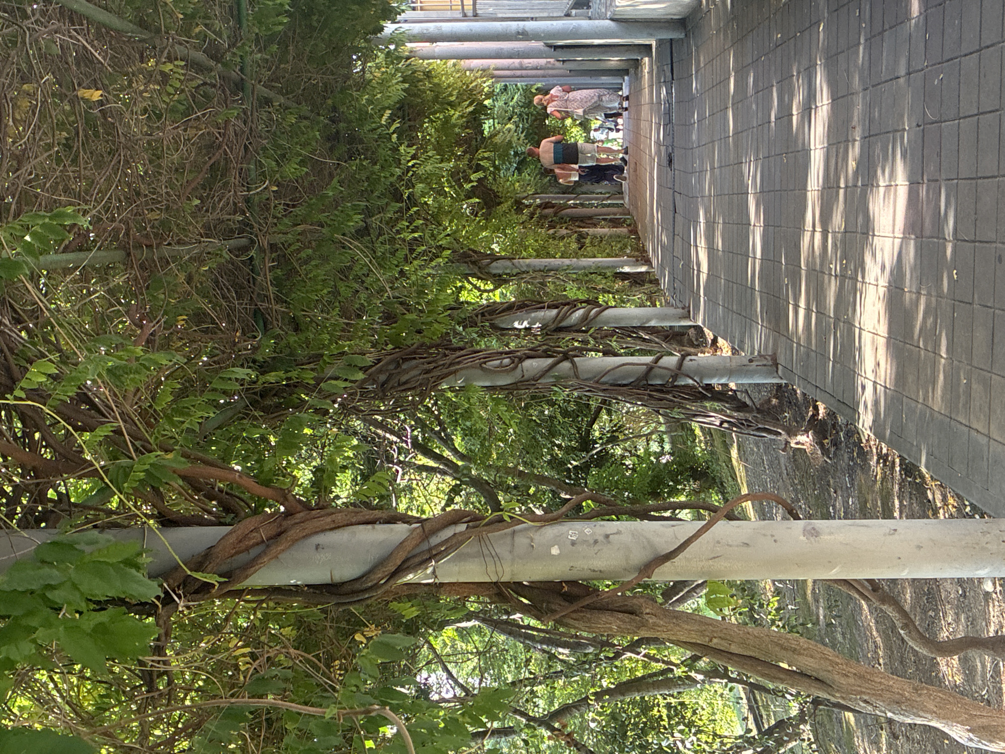 An outdoor pathway in Sochi, Russia, is lined with stone pillars supporting a thick canopy of green foliage and intertwined vines, creating a shaded walkway. The path itself is paved with rectangular grey tiles that cast dappled shadows from the overhead leaves. In the distance, a group of people are walking along the path. Three individuals are most visible: a man and a woman walking side-by-side, with another woman slightly behind them. The surrounding environment is lush and green, suggesting a park or garden setting. The pathway appears to be a pedestrian walkway, possibly within a resort or public garden area.