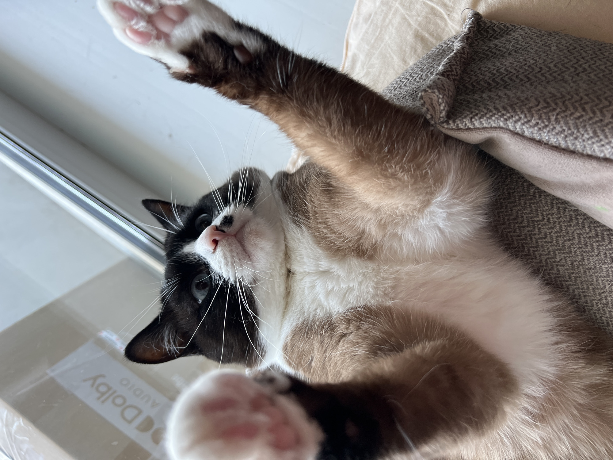 A snowshoe cat is lying on its back on a textured pillow, with its paws extended upwards towards the camera. The cat has a black and white face with blue eyes and a pink nose. Its body is a mix of white and brown fur. The background is blurred, showing a window and a box with "Dolby Audio" printed on it. There is no indication of the city of Noviy, Russia, in the image.