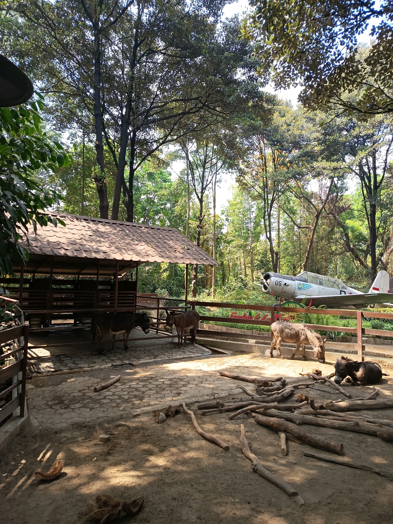 In Yogyakarta, Indonesia, a zoo enclosure houses several donkeys. One donkey stands near a small, open-sided structure with a tiled roof, while another is partially visible behind it. In the foreground, a light gray donkey grazes, and to its right, a dark brown donkey lies on the ground. A small, light-colored airplane with the number "05" on its side is parked in the background, behind a wooden fence. The enclosure is surrounded by dense trees and foliage, characteristic of a tropical environment. The ground is a mixture of dirt and paving stones, with scattered logs and coconut husks. The scene is illuminated by sunlight, creating shadows on the ground.