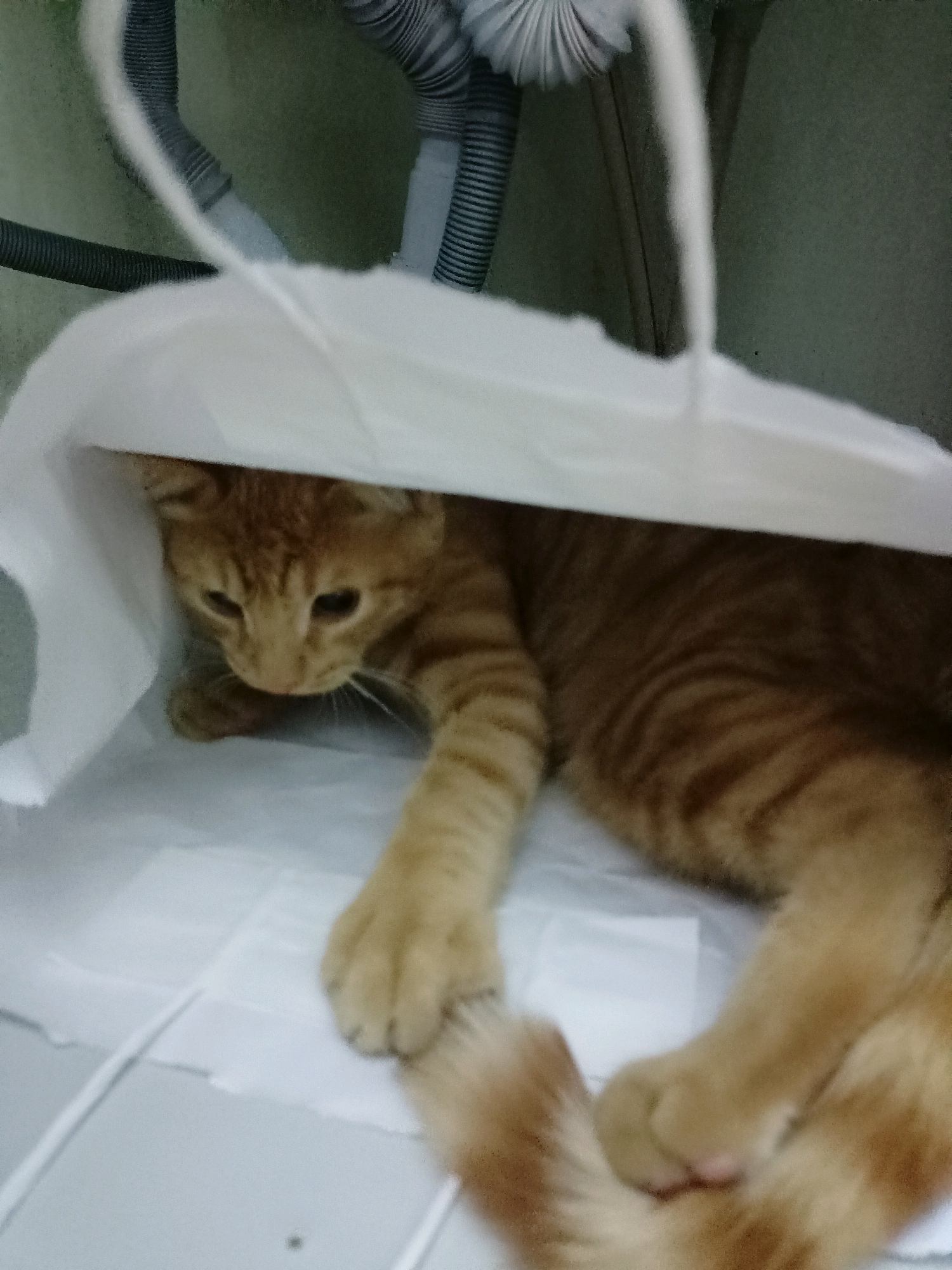 An orange tabby cat is partially visible inside a white paper bag. The cat is lying down, with its head and front paws peeking out from under the bag's opening. Its fur is striped and appears to be light orange and darker orange. The cat's eyes are open and looking downwards. The bag is open at the top and its sides are draped around the cat. The background is blurry, but appears to be a light-colored surface, possibly a floor or table, with some lines or creases visible. Above the bag, some grey and white corrugated tubes are visible, suggesting an indoor environment, possibly near plumbing or ventilation.