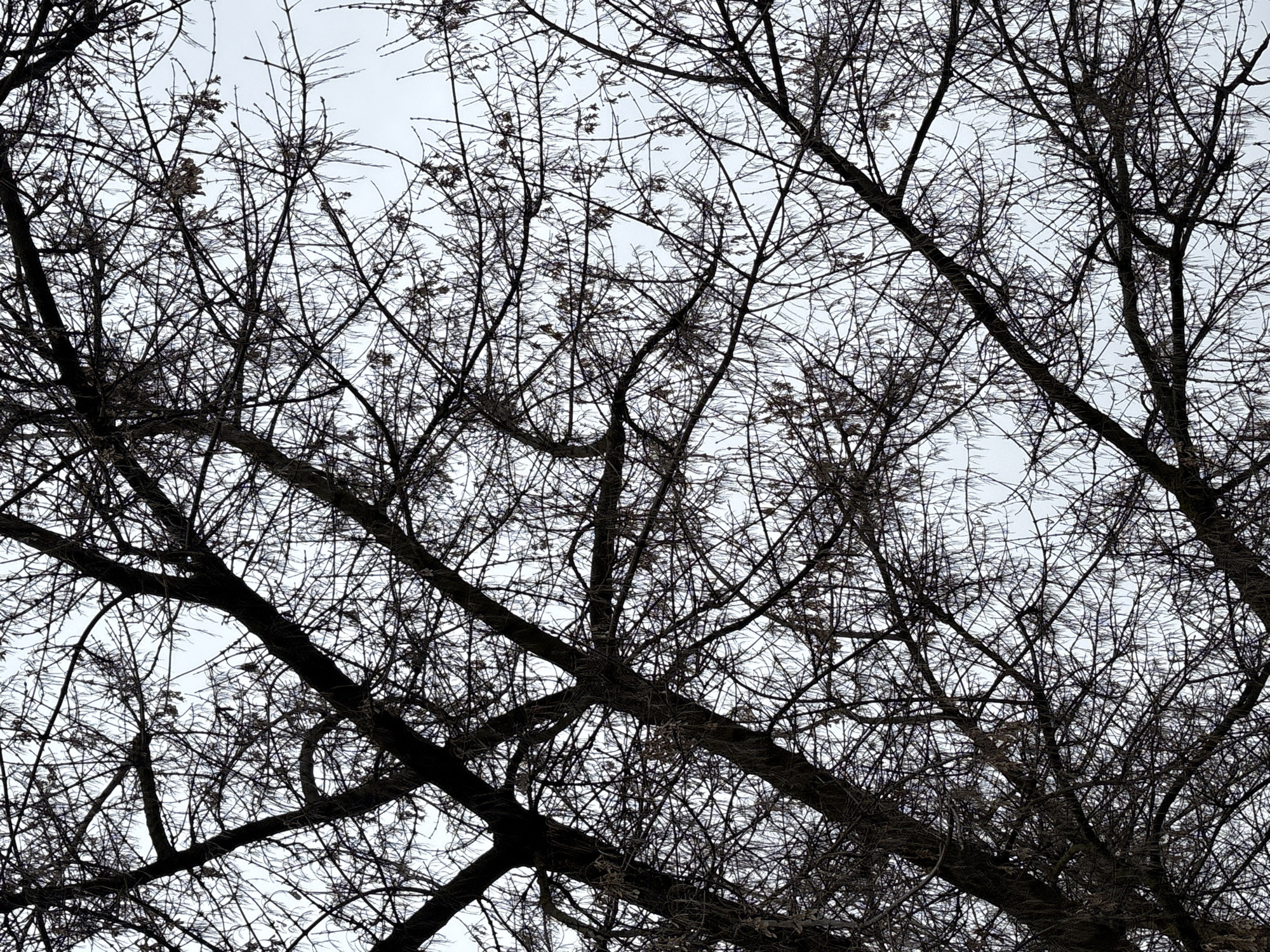 The image shows a view looking up into the bare branches of trees against a pale sky. The thick branches are dark and intertwined, with a complex network of smaller twigs and branches filling the space. The sky is overcast, providing a diffuse, even light. The location is stated to be in the city of Chaikovsky, Russia, but the image itself contains no specific details that would verify this location beyond the appearance of deciduous trees in winter. No people, subjects, objects, actions, or interactions are visible.