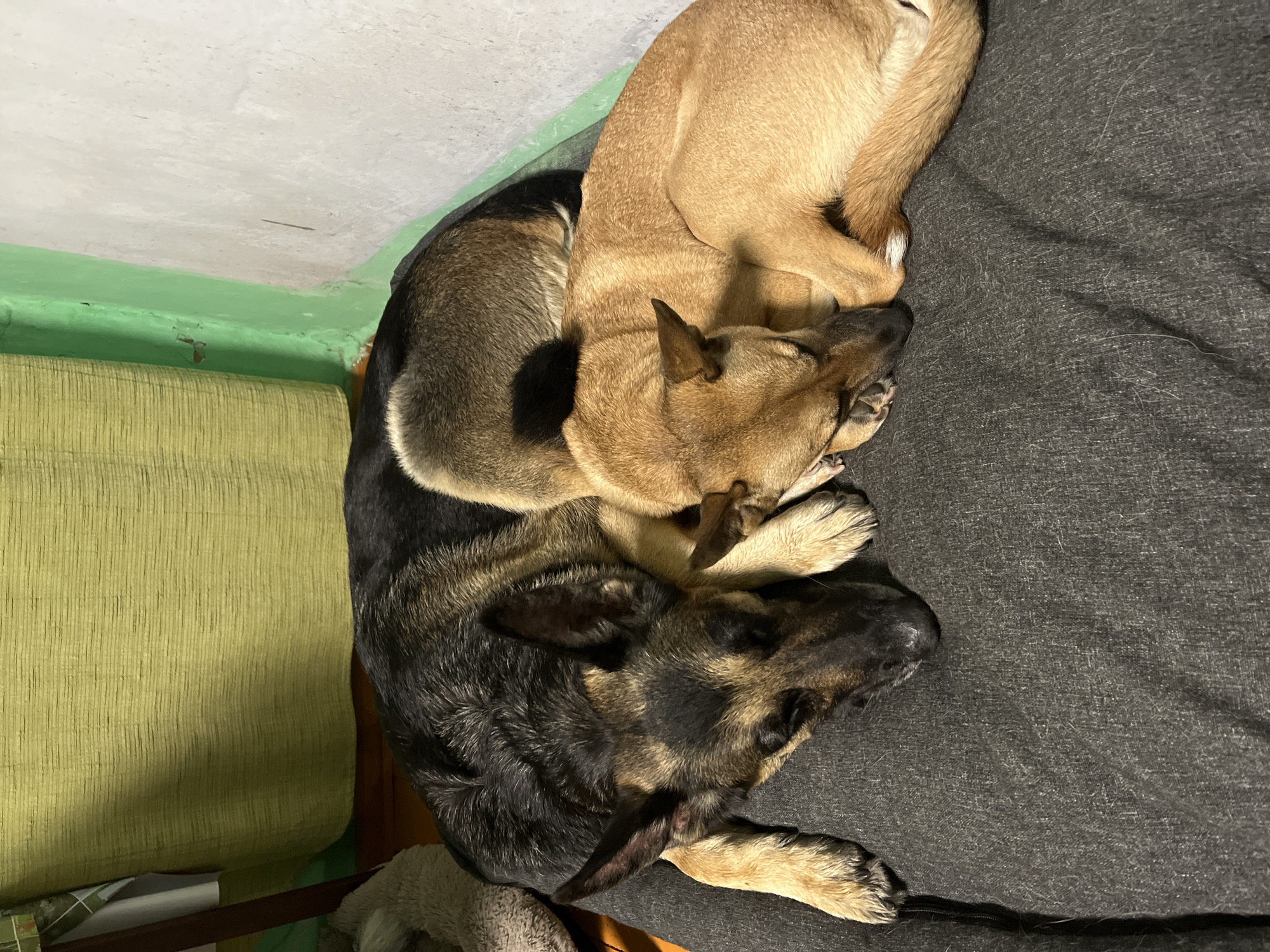 This vertical indoor photograph captures two dogs sleeping soundly, snuggled together on a dark gray surface, likely a couch or bed. The scene emanates warmth and comfort.
The upper dog is a light brown or tan-colored short-haired breed, curled into a tight ball with its head resting against the back of the larger dog. Its paws are tucked neatly beneath its body. The lower dog, appearing larger, displays the characteristic black and tan markings of a German Shepherd or similar breed. It too is curled up, with its head and paws visible, resting peacefully alongside its companion. Both dogs appear to be in a deep sleep.
To the left of the dogs, a section of a light olive-green upholstered cushion or chair is partially visible. Above this, the wall features two distinct paint sections: an upper part in a light, possibly off-white, tone, and a lower border painted in a vibrant green that shows signs of wear and peeling.
The lighting in the room is dim, suggesting it is either evening, nighttime, or an interior space lit by artificial means. The image conveys a sense of peace, security, and affectionate companionship between the animals within a cozy home environment. No specific architectural or cultural details are present to denote its location in Nizhny Tagil, Russia, and no text is visible.