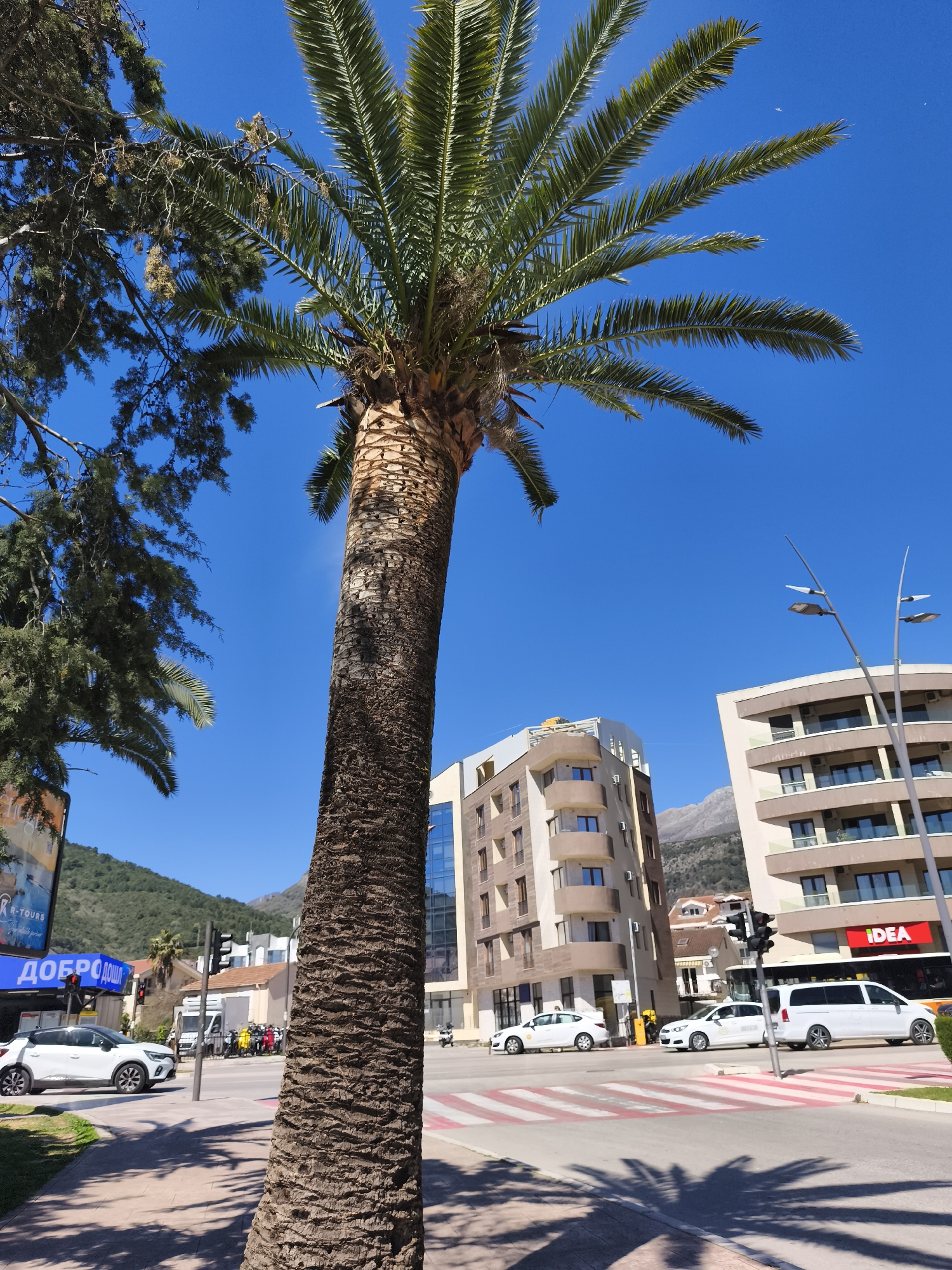 The image captures a street scene in Budva, Montenegro, under a clear blue sky. A tall palm tree dominates the foreground, casting shadows on the sidewalk and street. In the background, modern buildings with beige facades and glass balconies flank a street intersection with white cars, a white van, and pedestrian crossings. Traffic lights are visible. A store sign reading "IDEA" can be seen on one of the buildings. Additional trees and a mountain range are visible in the distance. The image is taken at ground level, showcasing the urban landscape of Budva.