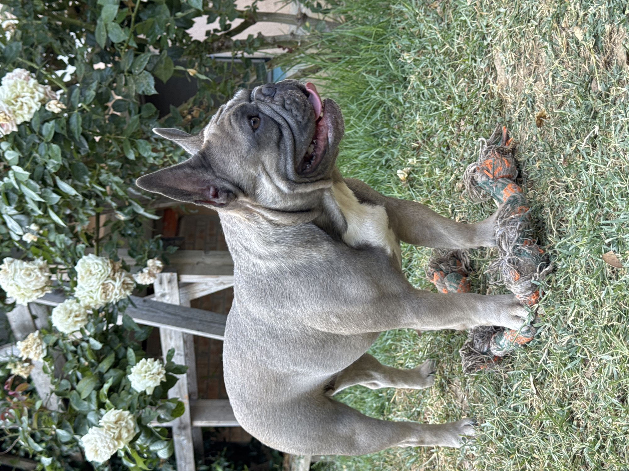 A fawn-colored French Bulldog stands on grass in an outdoor setting, possibly a backyard, with a wooden fence and rose bushes in the background. The dog is looking to its right with its mouth slightly open and tongue visible. Two rope dog toys are on the grass near the dog's paws. The image appears to be taken during daylight. The location is not specified in San Benedetto del Tronto, Italy.