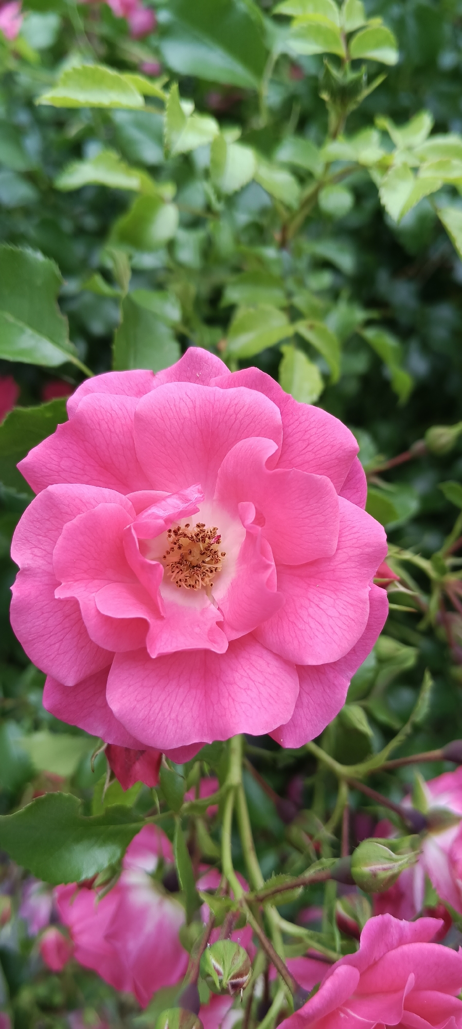 This is a close-up, eye-level, vertical photograph of a vibrant pink rose in full bloom, set against a backdrop of lush green foliage. The rose is the dominant subject, positioned centrally and filling most of the frame. Its petals are soft and layered, with a delicate texture and a lighter shade of pink towards the center, where the stamens are visible. The stamens are a cluster of small, brown, pollen-dusted filaments.
Surrounding the rose is a tangle of green leaves and stems, some of which are blurred, indicating a shallow depth of field that draws the viewer's attention to the main flower. Several rose buds, some showing hints of pink, are also present, mostly out of focus, clustered around the lower part of the image. The lighting appears natural, suggesting an outdoor setting, possibly a garden.
There are no people, animals, or man-made structures clearly visible in the image. The overall impression is one of natural beauty and growth.
Without further information, it is impossible to ascertain the specific location within Wels, Austria, or the time of day or year the photograph was taken.