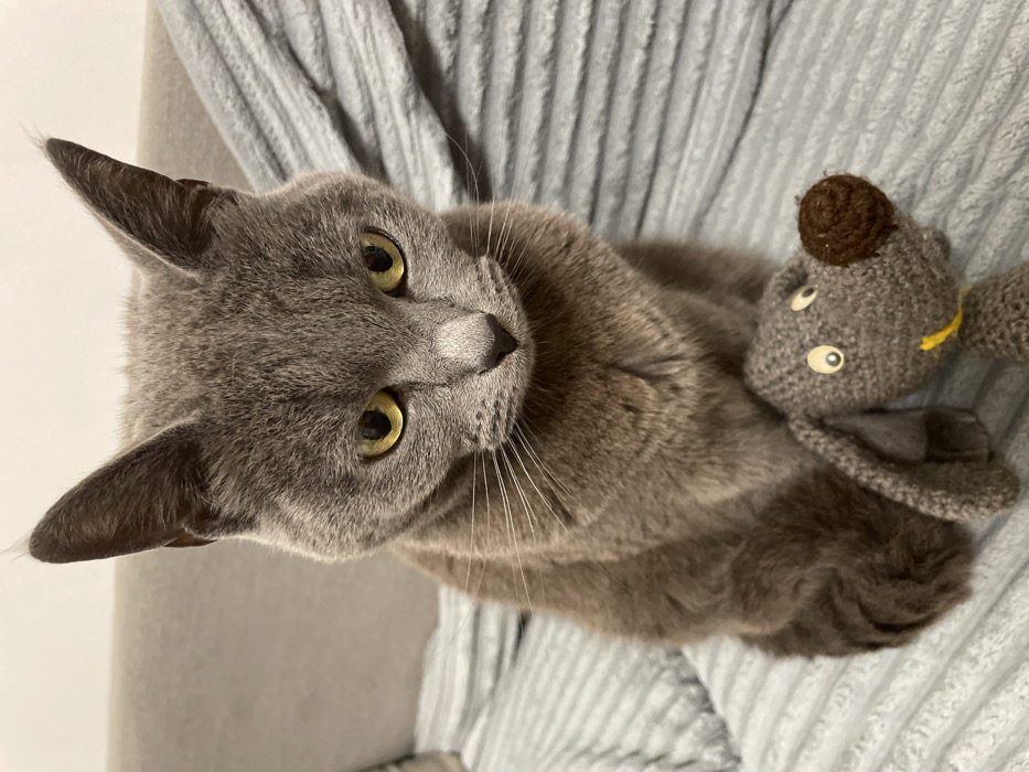 A grey cat with striking yellow eyes gazes upwards, its head tilted inquisitively. Long, delicate whiskers fan out from its face. The cat rests on a light blue, textured blanket. Tucked against its front paws is a small, knitted toy mouse, featuring a brown nose and prominent, sewn eyes. The scene is well-lit, highlighting the cat's soft fur and playful demeanor.