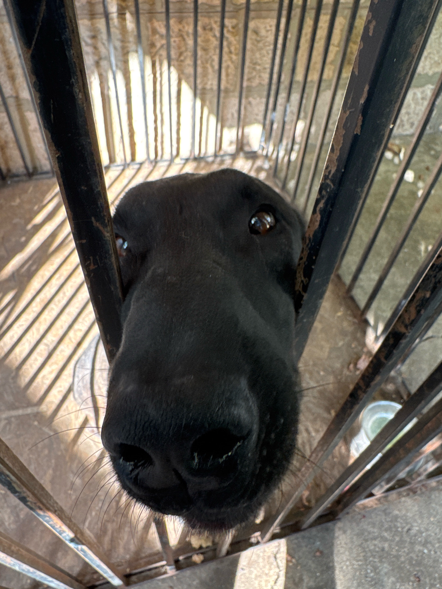 A black dog's face is pressed close to a metal fence, with its nose and eyes visible. The fence has thick, vertical bars with visible rust and wear. Behind the fence, a light-colored, rough surface is illuminated by vertical stripes of sunlight, suggesting a cage or enclosure. The ground within the enclosure appears to be made of dirt or concrete with some debris. In the background, a metal object, possibly a bowl, is visible. The overall scene suggests an outdoor enclosure, potentially in Koshov, Bulgaria, where the dog is housed.