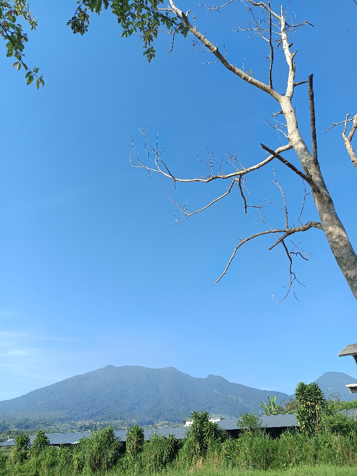 This image depicts an outdoor landscape scene in Sukatani, Indonesia, under a clear, bright blue sky. In the upper left quadrant, a cluster of green leafy branches extends into the frame. In the upper right quadrant, the light-colored trunk and several bare, denuded branches of a tree are visible. A horizontal strip of dense green foliage, appearing as shrubs or low trees, occupies the midground. Partially obscured by this foliage are multiple structures with dark-colored roofs, arranged in a linear fashion. The background is dominated by a large, forested mountain range, displaying a deep green hue and appearing somewhat hazy due to atmospheric perspective. No individuals, animals, vehicles, or apparent human actions or interactions are present in the scene. The overall lighting suggests bright, clear daytime conditions.