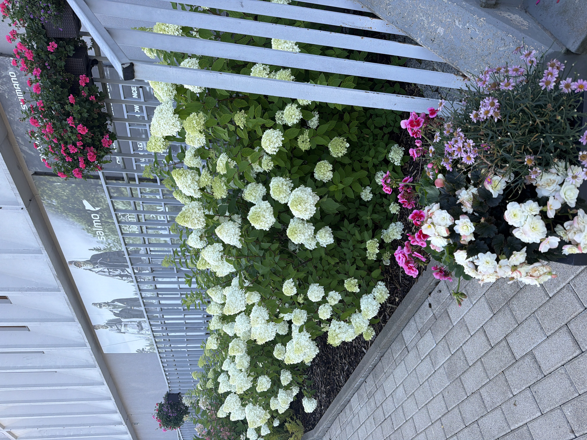 The image captures a section of an outdoor area adjacent to a building. The building has a modern facade with vertical ribbed detailing and a large mural featuring three figures. Above the mural, a sign reads "SHIMANO". Hanging planters with vibrant pink flowers are suspended near the top of the building.
In the foreground, a grey metal railing runs diagonally across the frame, separating the viewer from a lush bed of white hydrangeas. These hydrangeas are densely packed and dominate the mid-ground, with some appearing to be in transition from white to a greenish hue. A grey paved walkway made of rectangular bricks runs along the left side of the image, bordered by a dark mulch bed containing the hydrangeas.
To the right of the hydrangeas, near the bottom right corner, is a collection of potted plants. These include pink and white flowers, possibly geraniums and begonias, and a smaller plant with numerous small purple daisy-like flowers.
The scene appears to be an exterior walkway or entrance to a commercial establishment. The "SHIMANO" signage suggests a connection to cycling or outdoor sports equipment. Without further information or recognizable landmarks within the image, pinpointing the exact location in Riga, Latvia is not possible.