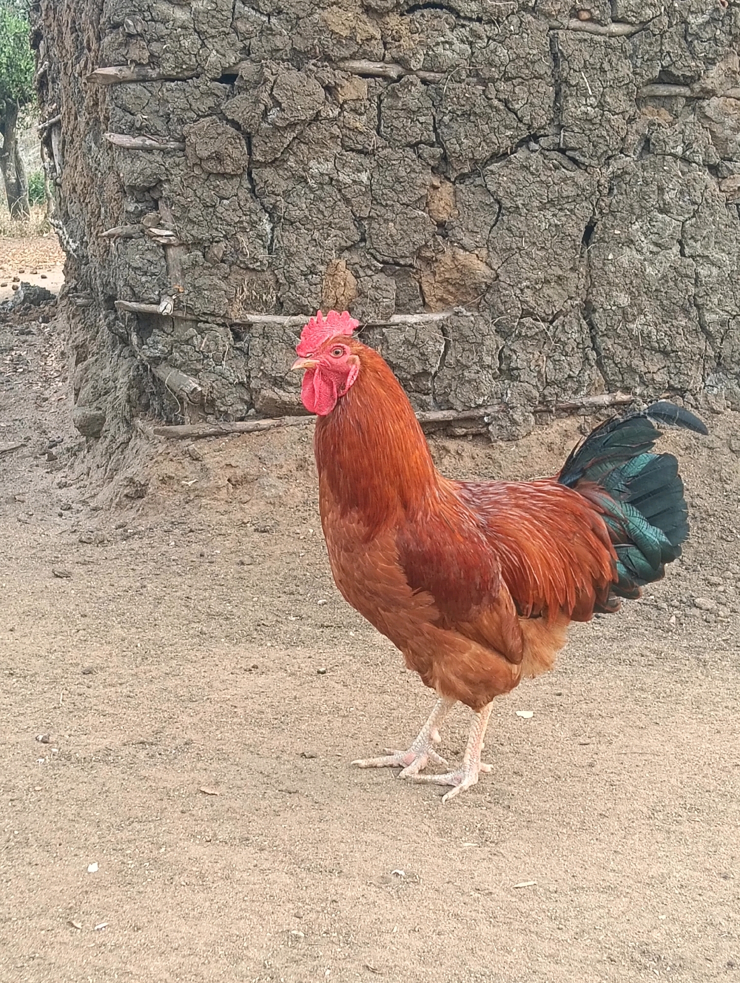 A rooster stands on sandy ground in front of a mud and stick wall. The rooster is predominantly brown with a red comb and wattle. Its tail feathers are dark green. The wall behind it is textured with cracks and embedded wooden sticks. The ground is dry and sandy, with a few small pebbles and dried leaves scattered about. The background appears to be a natural outdoor setting, possibly a rural area.