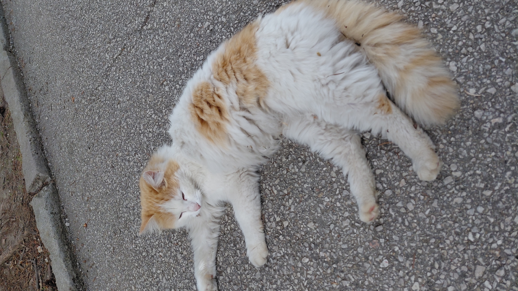 A fluffy, long-haired cat lies on its side on a paved surface in Unknown, Unknown. The cat's fur is predominantly white with patches of light orange. It is positioned parallel to the frame's top edge. The pavement is gray and composed of small stones. The edge of a concrete curb is visible along the left side of the frame. The lighting appears to be diffused, suggesting an overcast day.