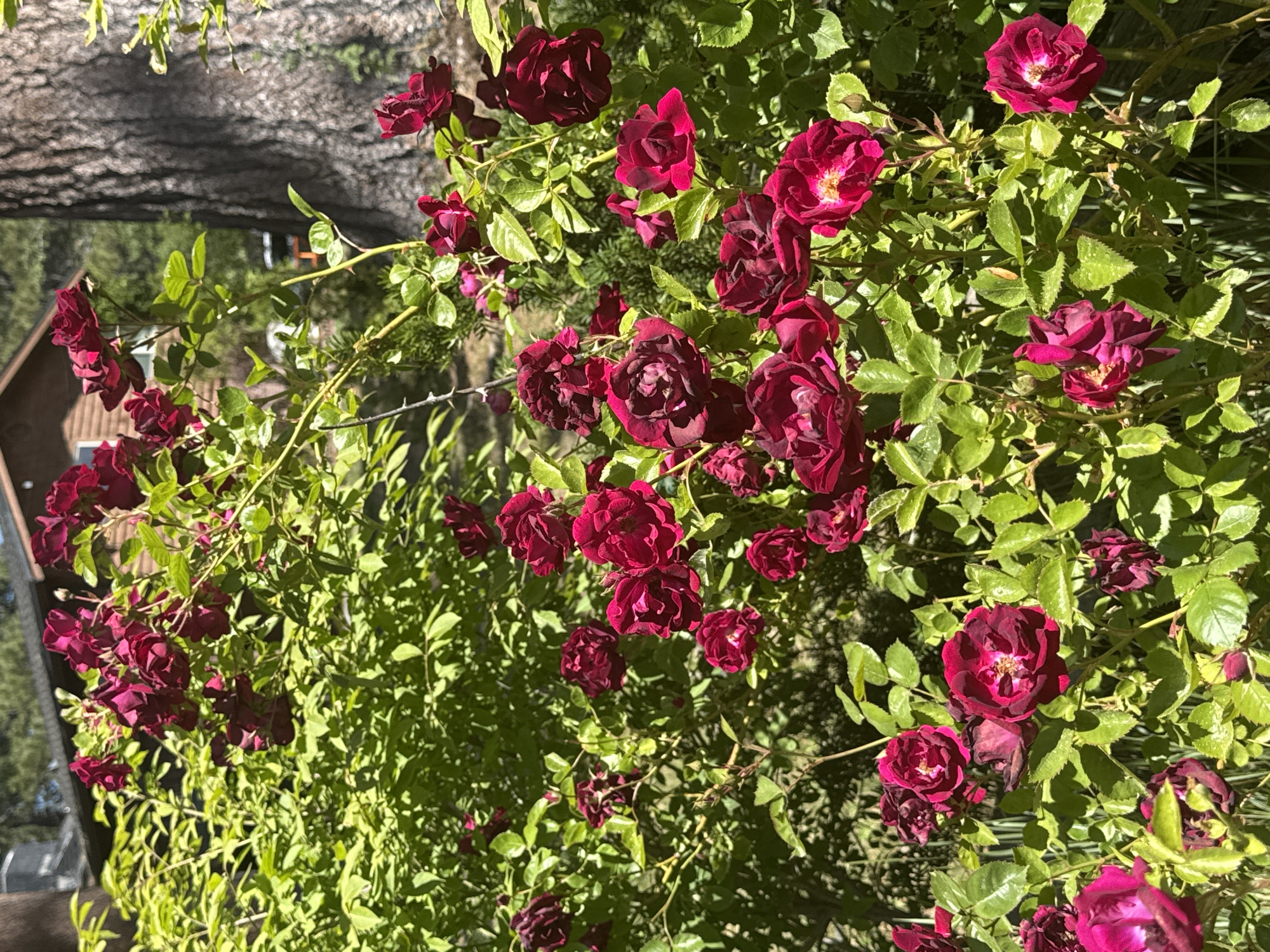 A cluster of deep red roses in full bloom dominates the foreground of this outdoor, close-up shot. The roses, with their layered petals, are set against a backdrop of vibrant green foliage. In the background, a large tree trunk with rough, textured bark is visible to the right, and a wooden house with a sloped roof can be seen through the branches on the left. The lighting suggests it is daytime, with shadows cast by the sun. The overall scene depicts a lush garden setting, likely in a residential area.