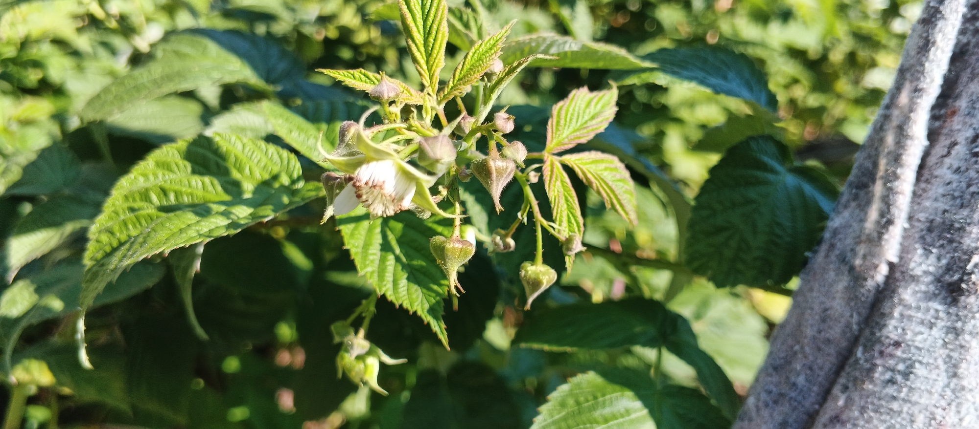 The image shows a close-up of a raspberry plant with developing fruit and white flowers. The plant is in focus, with green leaves and small, green, heart-shaped fruits visible. A single white flower with brown stamens is also present. The background is blurred, showing more green foliage and hints of sunlight. On the right side of the image, a rough, textured surface, possibly a tree trunk or a stone, is partially visible. The scene appears to be outdoors, in a natural setting, likely a garden or a park. The city of Smila, Ukraine, is not explicitly depicted or suggested by any elements within the image itself.