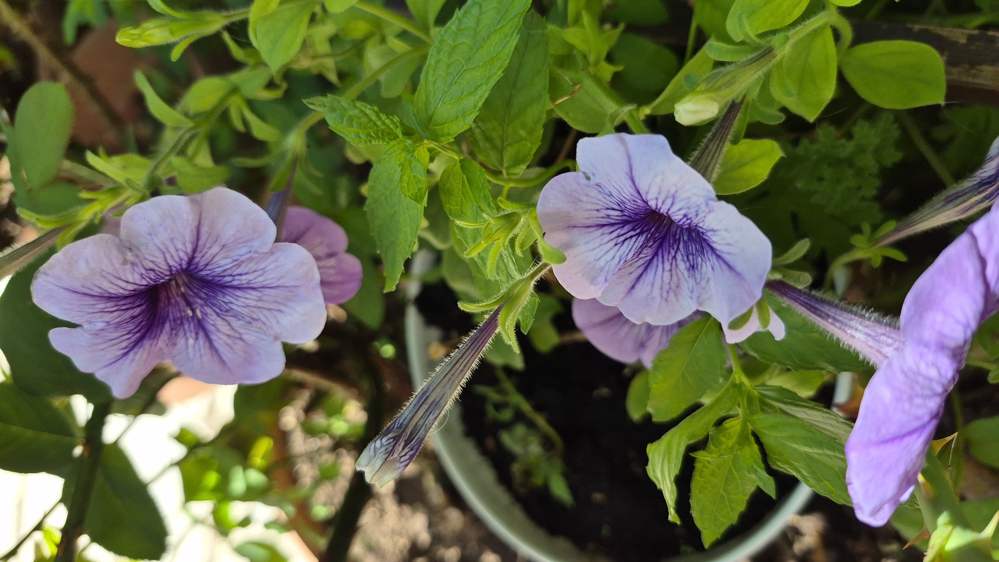 A close-up shot captures a cluster of light purple petunia flowers with dark purple veins, in various stages of bloom. One flower is fully open, displaying its trumpet-shaped petals and intricate veining. Another flower is partially open, revealing a bud about to unfurl. A third flower is in the foreground, with its petals extending towards the viewer. The flowers are surrounded by lush green leaves and stems, some of which are covered in fine, fuzzy hairs. In the background, a blurred image of a terracotta pot filled with dark soil is visible, along with hints of green foliage and a blurry light-colored surface. The overall impression is of a vibrant, blooming garden. The scene is outdoors, with natural lighting suggesting daylight. There are no people or animals present. The location is an outdoor setting, possibly a garden or patio, in Unknown, Unknown.