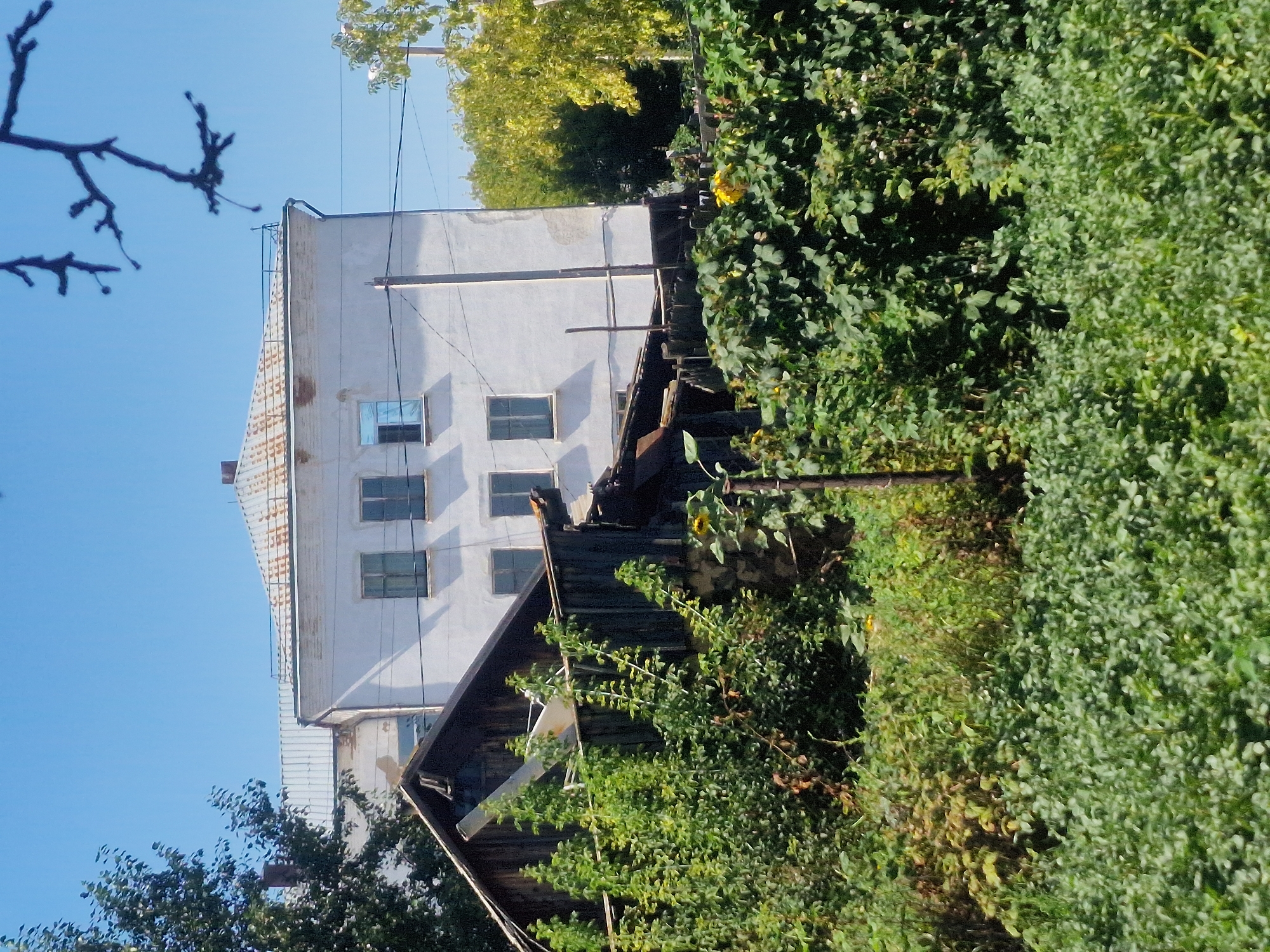 The image depicts a sunny day in the city of Makinsk, Kazakhstan, with a focus on a collection of structures and abundant vegetation. In the background, a two-story, off-white building with a corrugated metal roof is visible. The building has multiple windows, some reflecting the clear blue sky. To the left of this building, a dilapidated wooden structure with a dark, sloped roof partially obscures the view. The foreground is dominated by lush green foliage, including trees, bushes, and low-lying plants. A single sunflower is visible amongst the greenery on the right side of the image. The overall scene suggests a rural or semi-rural setting, possibly a backyard or an area with overgrown gardens adjacent to residential buildings. The lighting indicates it is daytime, with the sun casting bright light and sharp shadows.