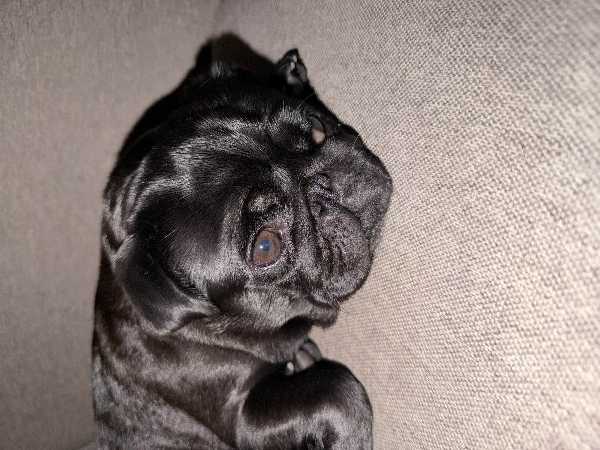 This is a close-up, eye-level, outdoor shot of a black pug puppy lying on a beige textured couch. The puppy's head is positioned in the lower right quadrant of the frame, with its body extending towards the left. The puppy has large, dark eyes, a wrinkled snout, and its fur is shiny and dark. The couch appears to be indoors, possibly in a living room. The lighting is dim, suggesting it may be nighttime or a dimly lit room. There are no people visible in the image. The background is a blurred continuation of the couch. The image does not provide any information that would allow for the determination of its location in Sirius, Russia.