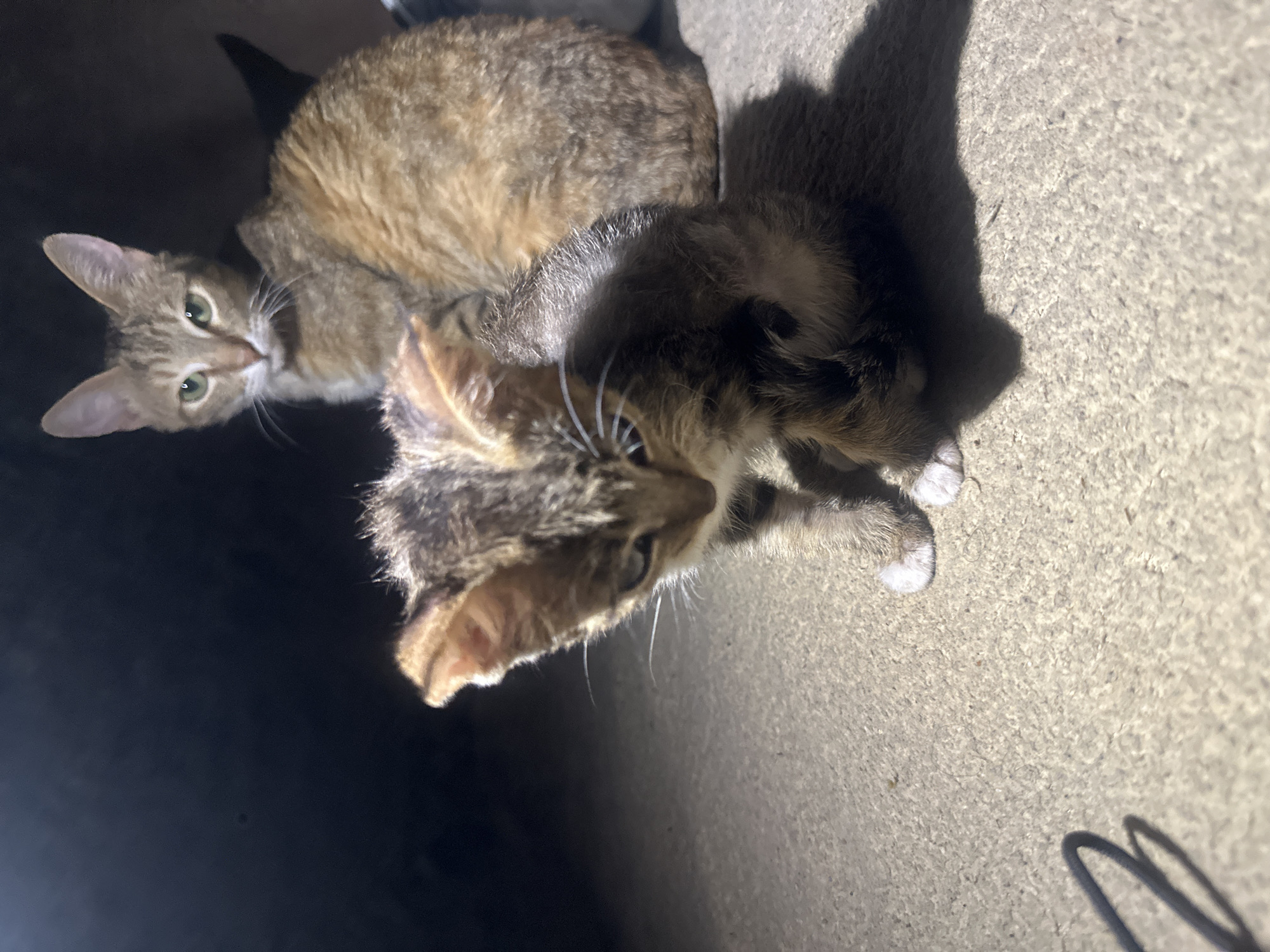 Two cats, an adult and a kitten, are positioned on a concrete surface under artificial lighting. The adult cat, a tabby with shades of orange and brown, sits in the background, looking towards the viewer with green eyes. The kitten, smaller and with darker tabby markings, is in the foreground, facing downwards and slightly to the left, its head bowed. Its front paws are visible, with one showing a white tip. The environment appears to be outdoors, possibly in a courtyard or alleyway, with a dark, out-of-focus background suggesting a night or dimly lit setting. The concrete surface is textured and shows some dust or debris. A dark, circular shadow is cast on the ground in the lower left quadrant, possibly from an object not entirely in frame. The image is taken from a low angle, emphasizing the cats.