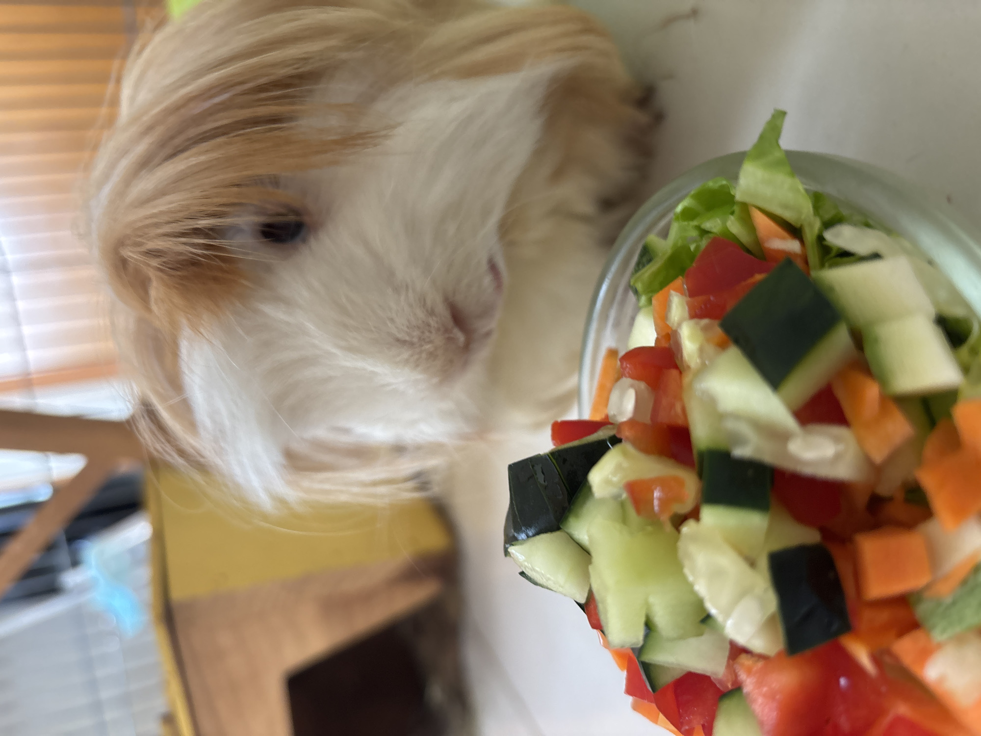 A guinea pig with long, light brown and white hair is looking intently at a clear glass bowl filled with chopped vegetables. The vegetables include lettuce, red bell peppers, cucumber, and carrots. The guinea pig is positioned to the left of the bowl, with its face close to the bowl. The background includes a blurred yellow surface and a hint of blinds on a window. The image appears to be taken indoors. The location in the city of Puebla, Mexico is not discernible from the image.