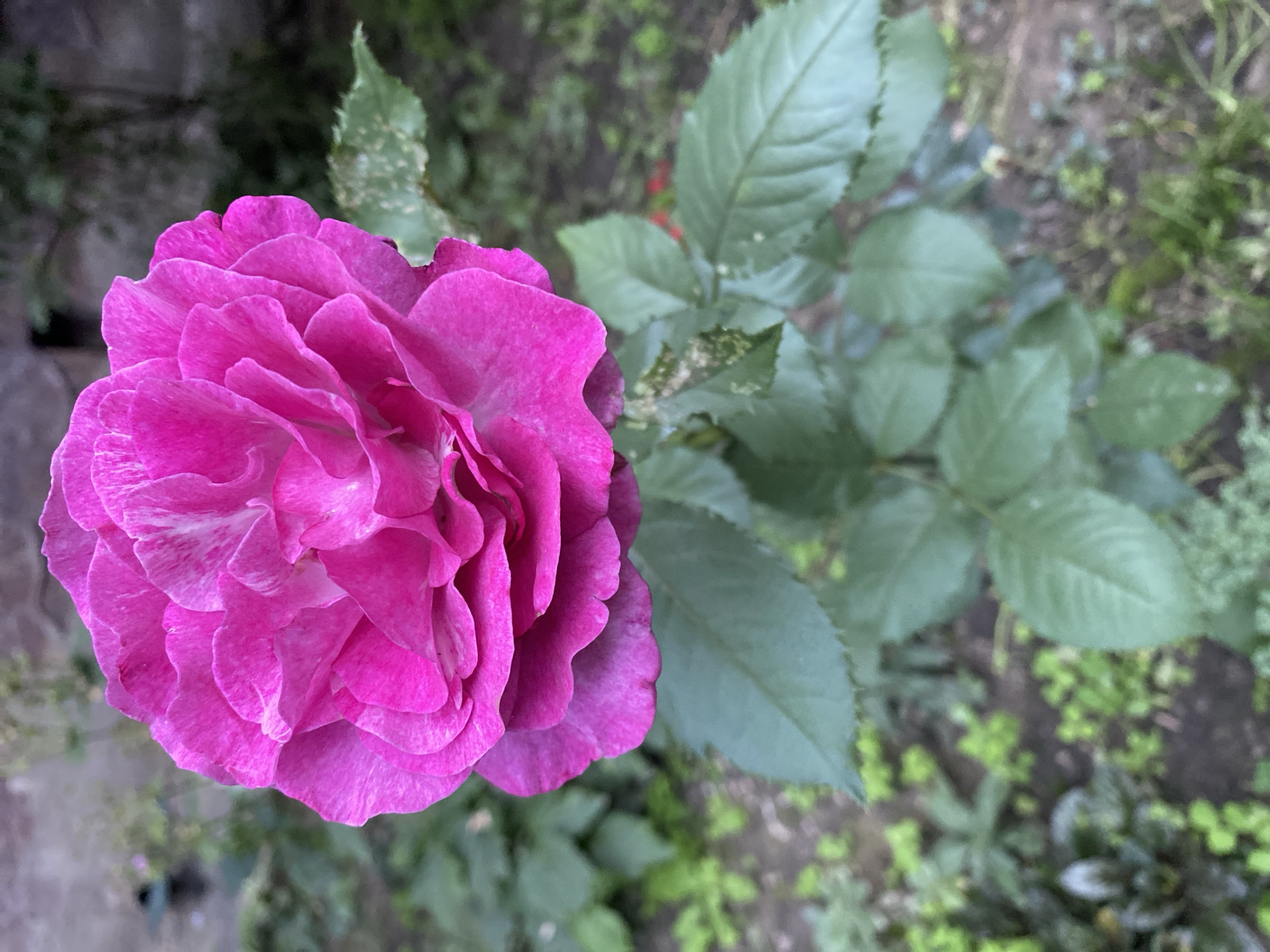 A close-up, eye-level shot showcases a vibrant pink rose in full bloom, its petals layered and slightly ruffled, with hints of lighter pink and white variegation. The rose is positioned centrally in the frame, dominating the upper portion of the image. Below the flower, a stem with several green leaves extends downwards. Some of these leaves show signs of minor damage or discoloration, appearing speckled with white. The background is softly blurred, revealing a garden setting with dark soil and various green plants and foliage, suggesting an outdoor environment in a city like Vinnytsia, Ukraine. There are no people or animals visible in the image.