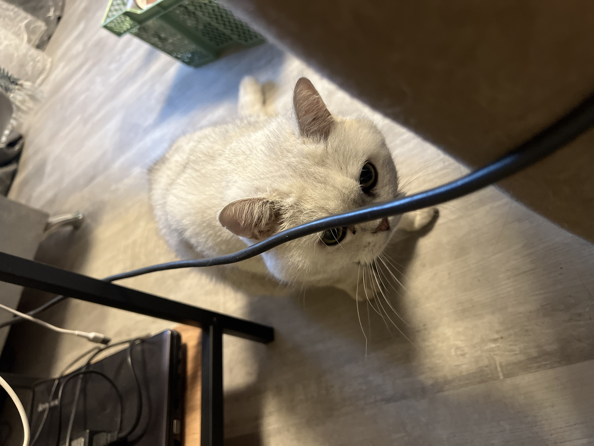 A high-angle, eye-level shot features a white cat looking up at the camera. The cat is positioned centrally in the frame, with a dark cable running horizontally across its face. The cat has pointed ears and long whiskers. A portion of what appears to be a wooden chair leg is visible to the right. A black metal frame holding a piece of dark equipment is located in the lower-left corner of the image. The flooring appears to be light-colored wood. A partially visible green plastic crate sits at the top-left of the image. There is nothing to indicate a city or location.