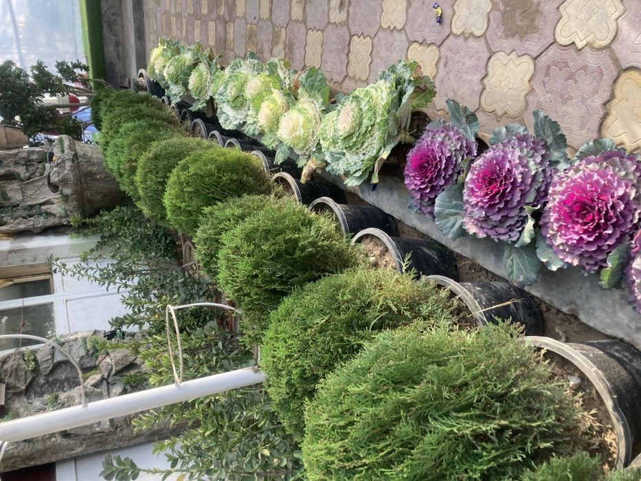 The scene depicts an outdoor plant display area within Quetta City Tehsil, Pakistan, characterized by multiple rows of potted plants arranged alongside a paved walkway. In the foreground, three ornamental cabbage plants with prominent magenta and purple centers, fading to green-blue outer leaves, are visible in black pots. To their left, a row of six ornamental cabbage plants with light green and white variegated leaves are also in black pots. Further left, a long line of approximately twenty spherical, dense green evergreen shrubs, likely Thuja, are arranged in black plastic pots extending into the background. These potted plants rest on or alongside a low concrete or stone curb. The ground surface to the right consists of interlocking, reddish-brown and tan concrete pavers in a patterned arrangement. A small, crumpled multicolored wrapper lies on the pavers near the center-right. In the midground, behind the evergreen shrubs, various other potted green plants and smaller trees are visible. A white, vertical metal pole with a circular ring attachment stands prominently on the left. The background features a building facade with white double doors and walls constructed from rough, grey stone. Further right in the background, a decorative concrete garden ornament, possibly a tiered fountain or planter, is visible, along with additional blurred green foliage and what appears to be artificial green turf under a translucent roof structure. The lighting is bright and even, consistent with daytime conditions. No individuals or active interactions are observed within the frame.