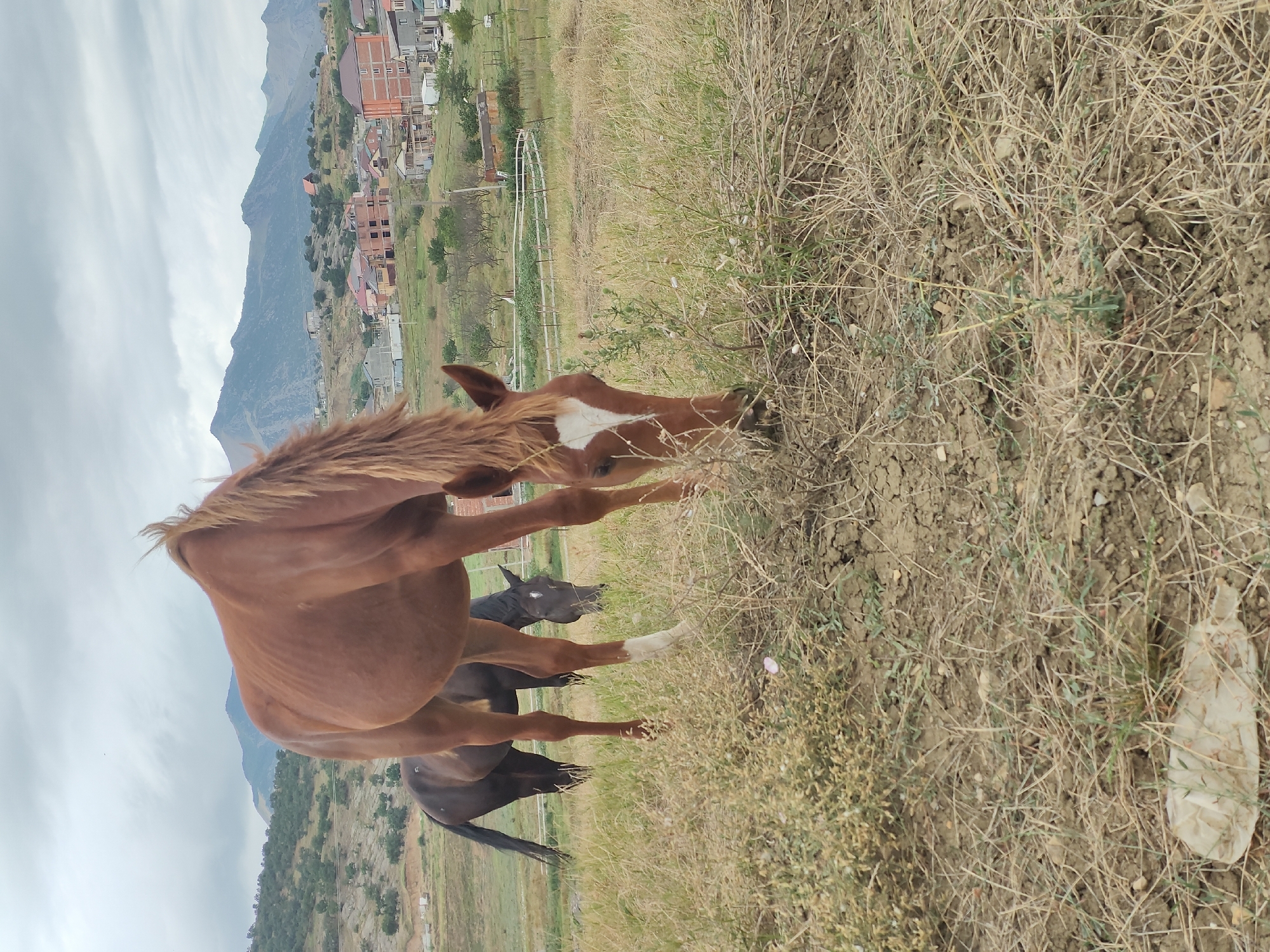 A medium shot captures two horses grazing in a grassy field under a cloudy sky. The horse in the foreground is a chestnut color with a white blaze on its face and a white sock on its front left leg. It is bent down, eating grass. Behind it, a dark brown horse is partially visible, also grazing. The background shows a hilly landscape with scattered buildings and trees, indicating a rural or semi-urban environment. The ground is covered in dry grass and dirt.