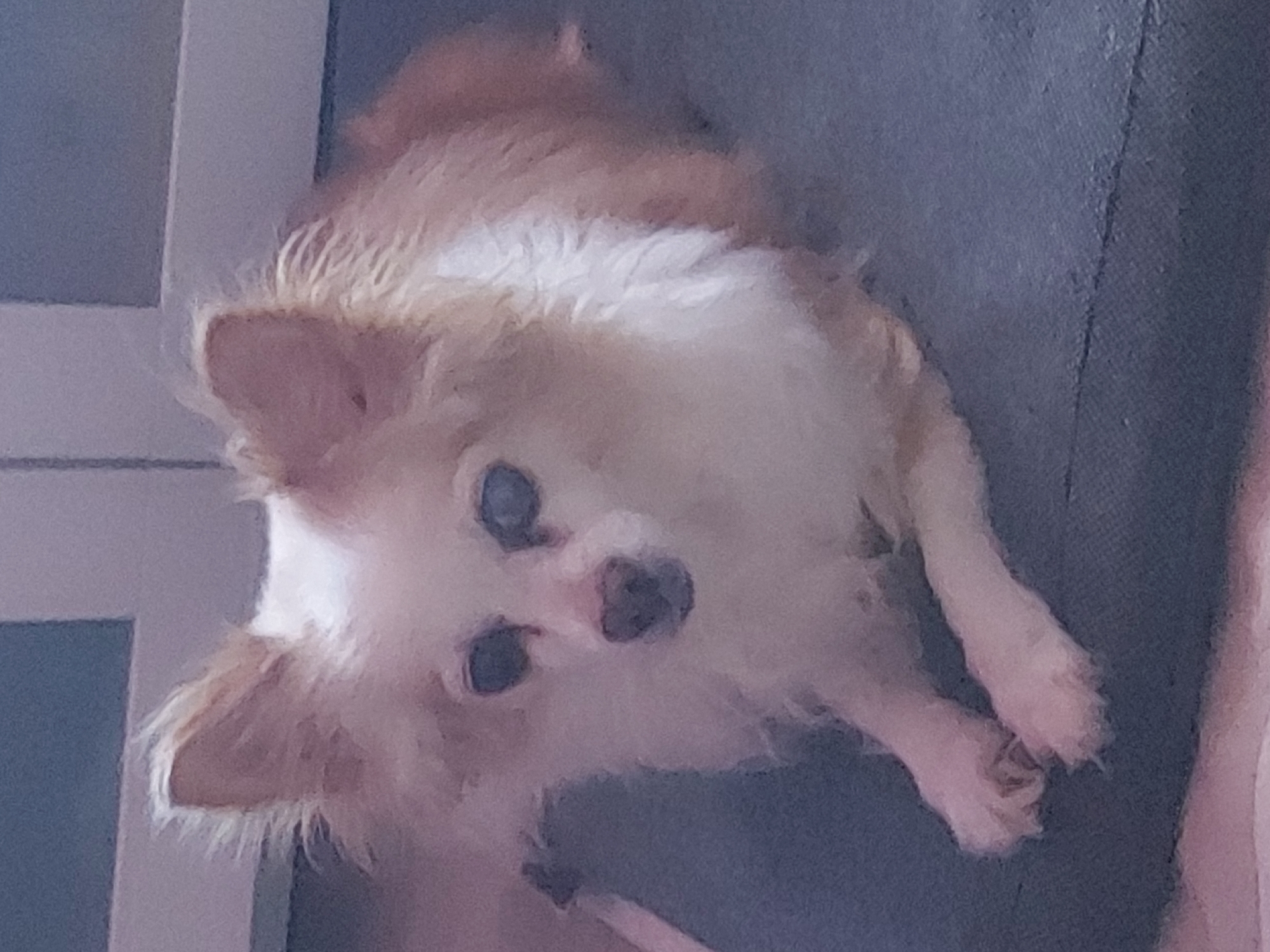 An indoor, eye-level shot captures a small, long-haired dog, likely a Chihuahua or similar breed, with a mix of light brown and white fur. The dog is positioned centrally, looking directly upwards towards the camera with dark, expressive eyes and a dark nose. Its fur appears soft and somewhat tousled, particularly around its ears and head. The dog's front paws are visible towards the bottom right of the frame, also covered in light-colored fur.
The animal is resting on a dark gray or blue fabric surface, possibly a sofa or bed, which occupies the right and bottom portions of the image. To the left and top, a lighter, possibly white or light gray, structural element is visible, resembling a door frame or interior wall detail. The lighting is soft and ambient, suggesting an indoor setting with no strong direct light source. There is no specific activity other than the dog looking up, appearing calm and attentive. No people are visible. While the location context of Figueira da Foz, Portugal, was provided, there are no visual cues within the image to confirm this specific geographical location. No text is visible in the image.