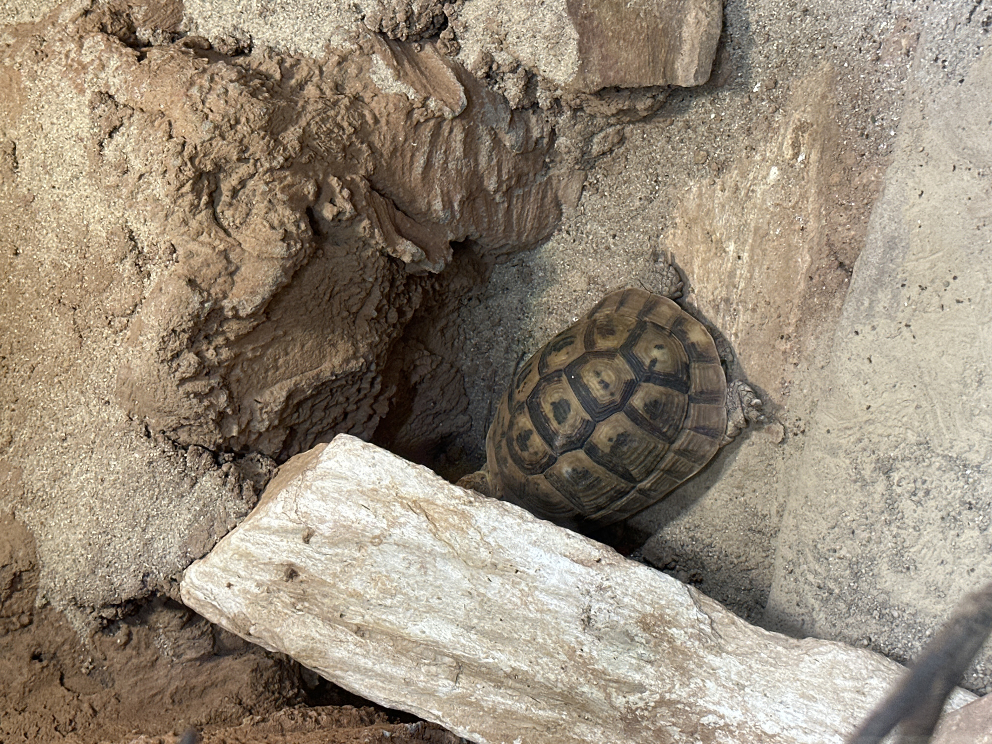 A tortoise rests near a rock and rough wall. The tortoise shell has dark brown and black scales. The rock is white and oblong. The wall appears to be made of hardened clay and is shades of brown and tan. The location is unknown and there is no indication that this image was taken in Wrocław, Poland. There are no people in the image.