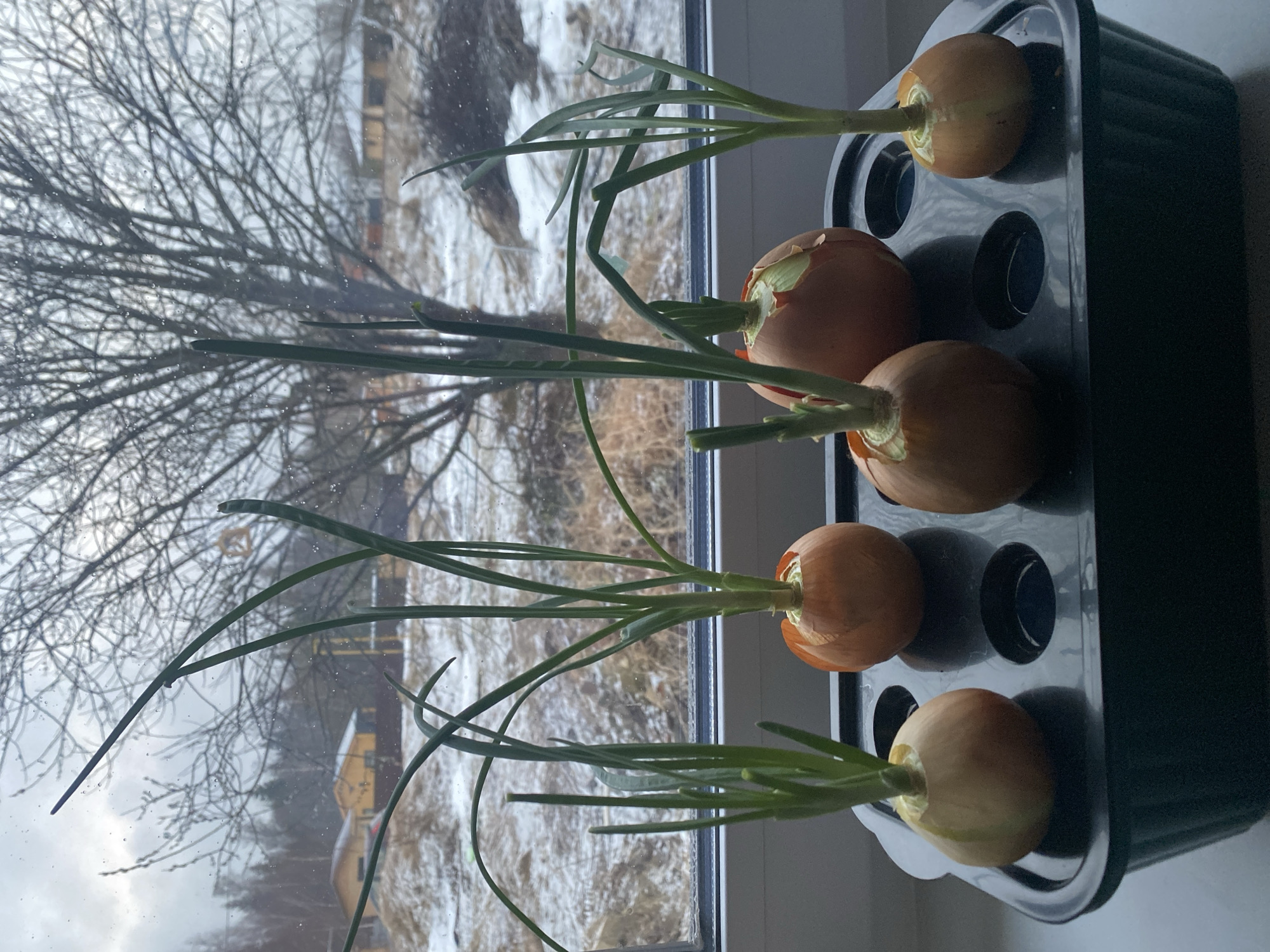 On a windowsill, five onions with green shoots are growing in a dark gray planter. Outside the window, a winter scene in Izhevsk, Russia, is visible. Bare trees stand against a backdrop of snow-covered ground and buildings, suggesting a cold, overcast day. The onions are positioned in individual openings of the planter, with their roots presumably submerged in water within the container. The green shoots are varying in length, indicating different stages of growth. The indoor setting contrasts sharply with the wintry outdoor environment.
