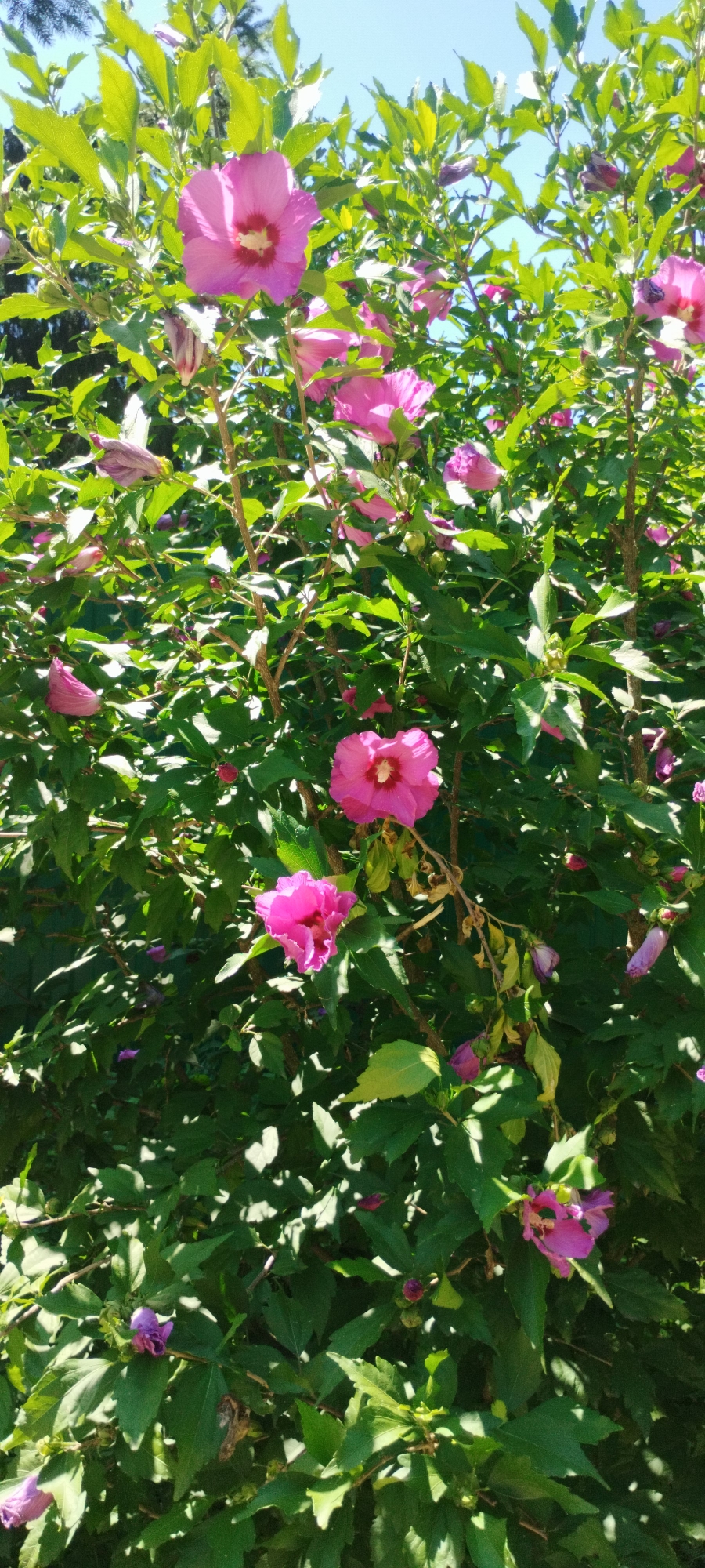 A close-up, vertical shot shows a vibrant hibiscus bush in bloom, its bright pink and magenta flowers contrasting with the lush green foliage. The flowers vary in their stage of bloom, with some fully open and others still in bud. Sunlight filters through the leaves, creating dappled shadows across the scene. The background is a soft blur of green leaves and a bright blue sky, suggesting an outdoor setting during daylight. The image is framed by the natural elements of the bush, with no visible man-made structures or people. The scene appears to be in Yaroslavskaya, Russia, likely during a warm season when hibiscus flowers are in full display.