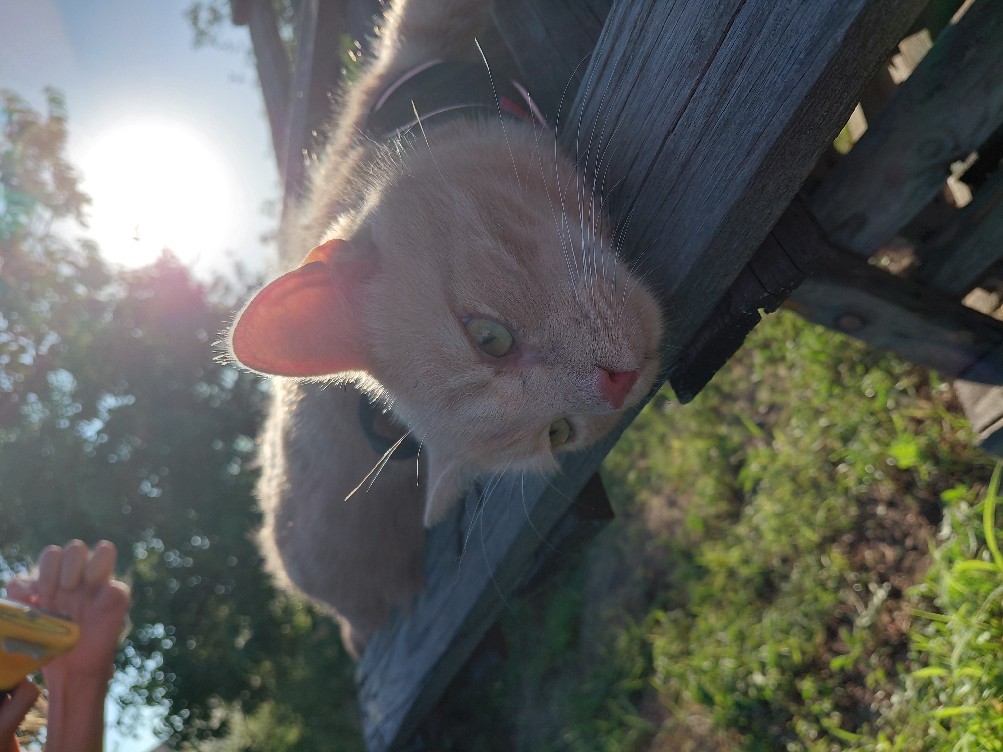 A ginger cat with green eyes lies on its side on a weathered wooden bench outdoors. The cat is wearing a black and red collar. Sunlight streams in from the upper right of the frame, illuminating the cat's fur and casting lens flare. In the upper left, a person's hands are visible holding a yellow object. The background is blurred green grass and trees. The scene takes place in a sunny outdoor environment.