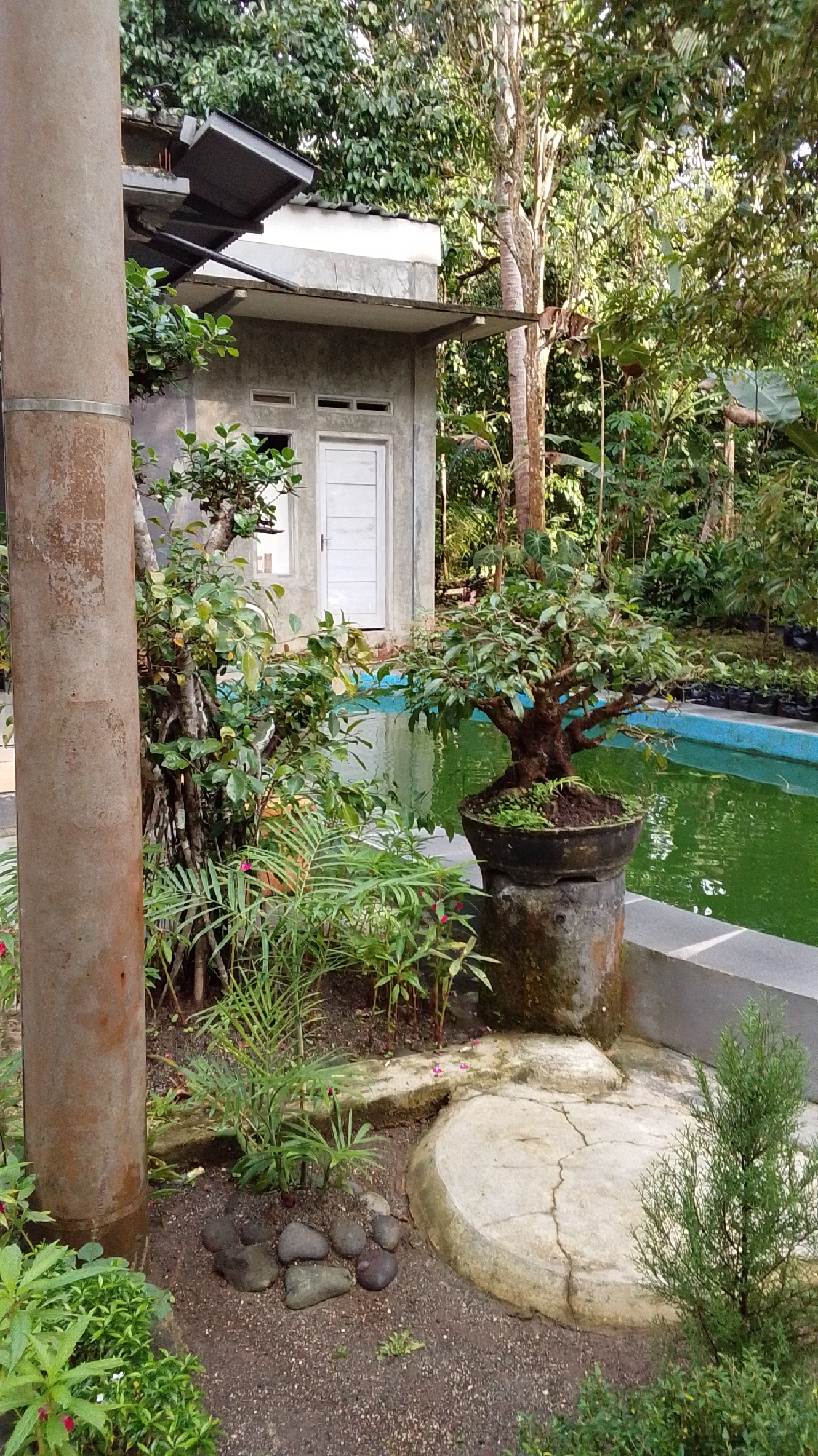 The image depicts an outdoor scene in Parakanmanggu, Indonesia, characterized by lush vegetation surrounding a small, concrete building with a white door and two rectangular windows. Adjacent to the building is a bright blue swimming pool, partially obscured by a large, mature bonsai tree in a dark pot, which sits on a concrete pedestal. In the foreground, a thick, weathered concrete pillar stands to the left, and a variety of plants, including palm-like fronds and other leafy greenery, are arranged around a circular concrete platform. The ground is covered with gravel and scattered stones. The background is densely populated with trees and foliage, suggesting a tropical or subtropical environment. There are no people visible in the image.